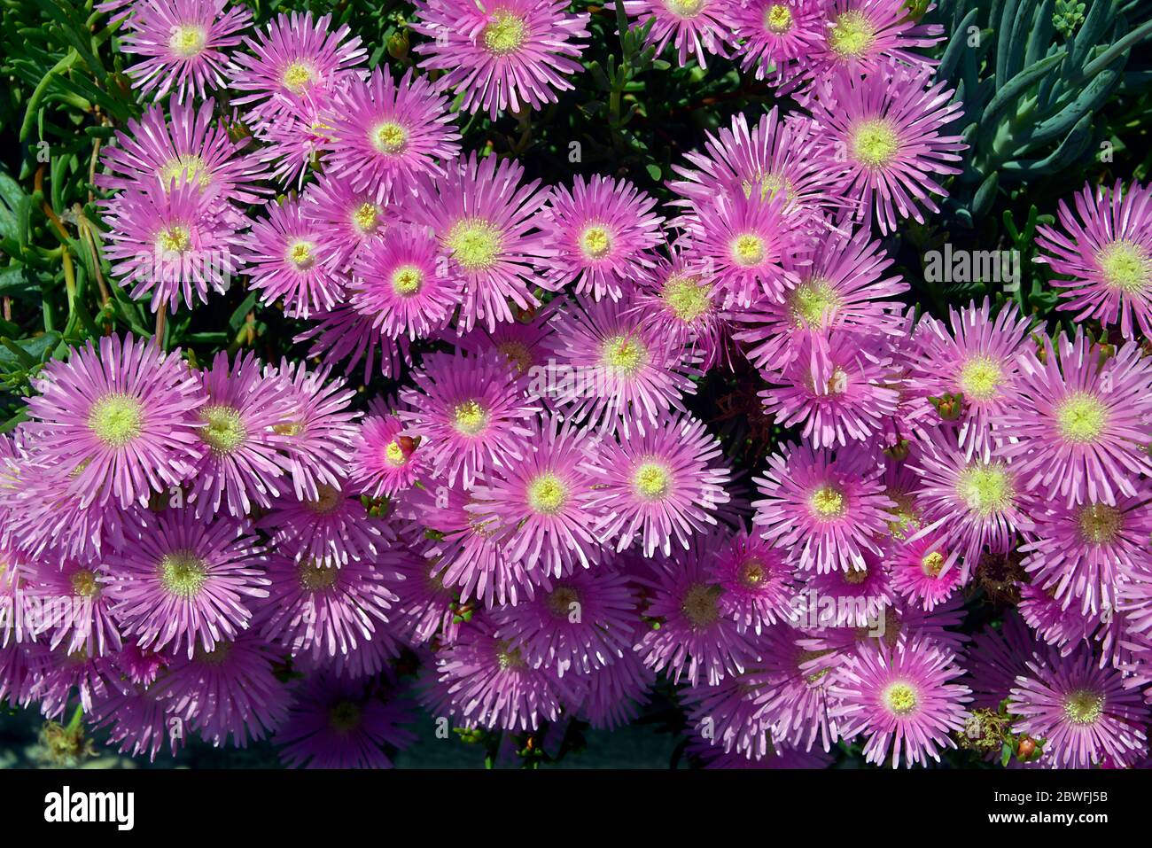 Closeup purple daisies of genus ficoides Lampranthus in the dunes of the peninsula of Quiberon in Brittany in France Stock Photo