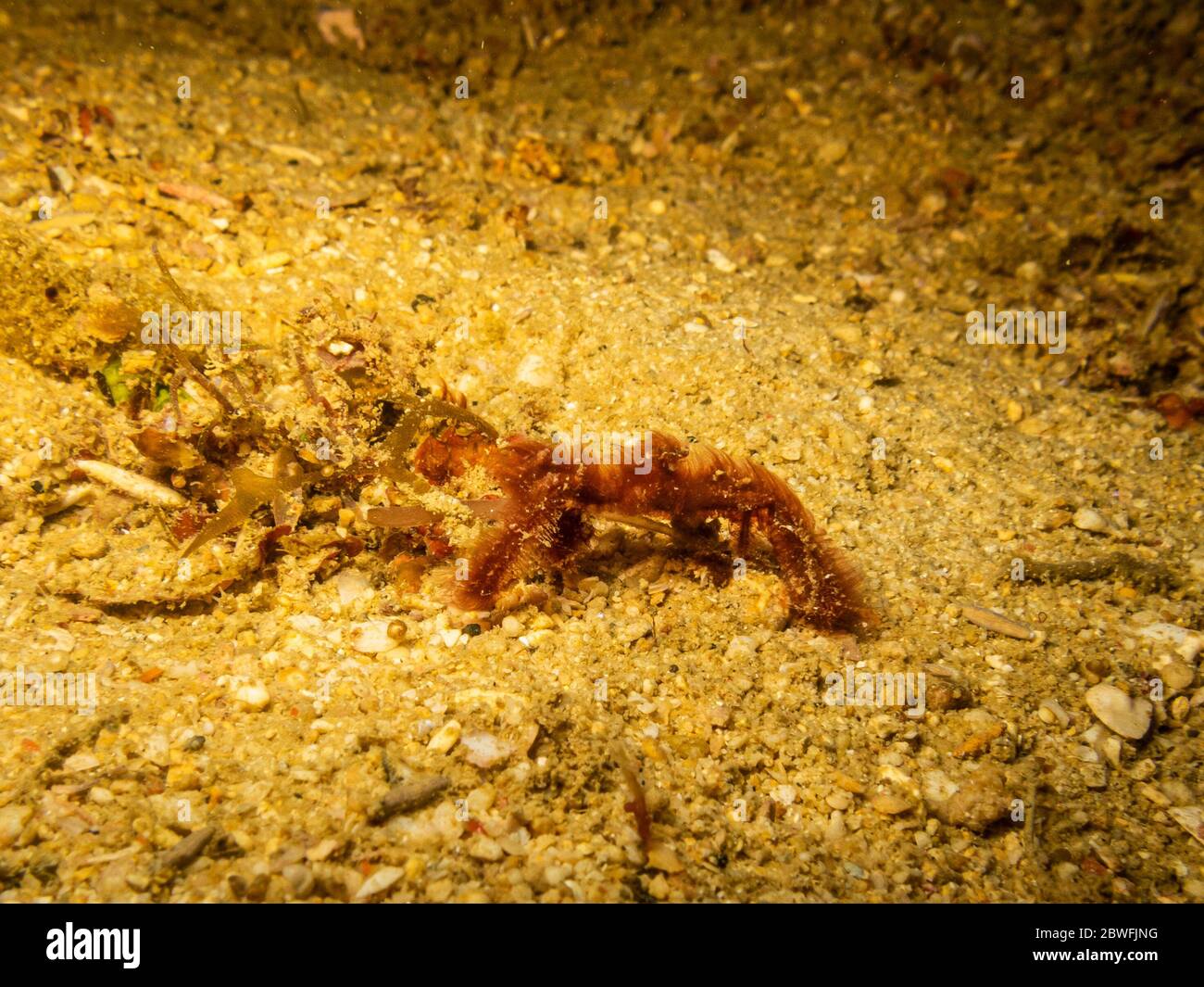 Orangutan crab (Achaeus japonicus) also known as a decorator crab shot in a Puerto Galera reef, Philippines Stock Photo