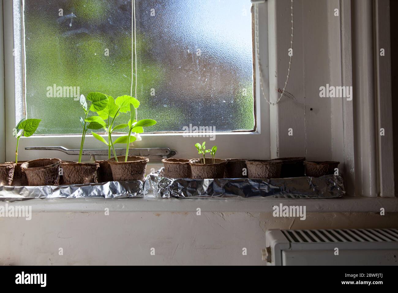 Plants window sill indoors hires stock photography and images Alamy