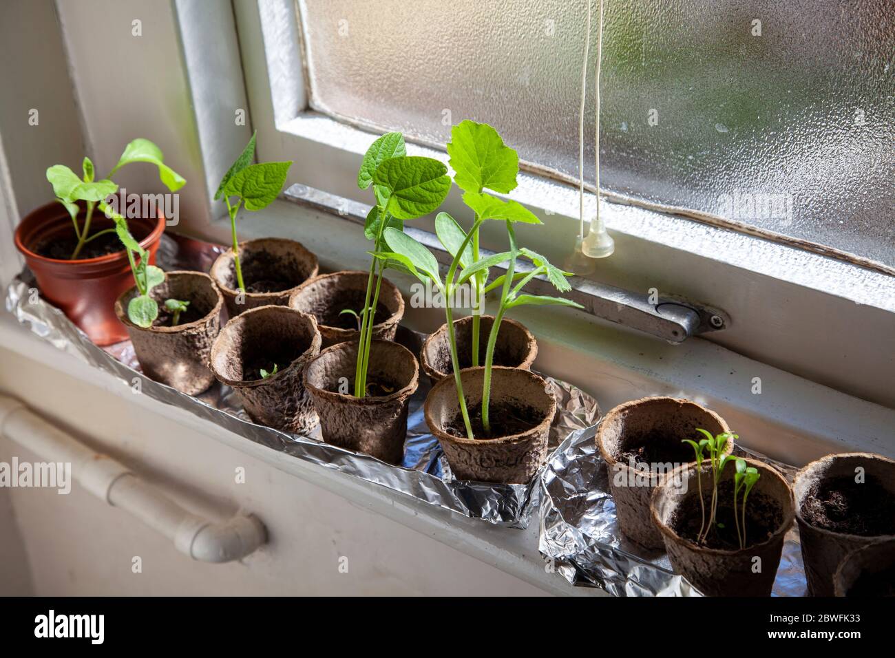 Plants window sill indoors hires stock photography and images Alamy
