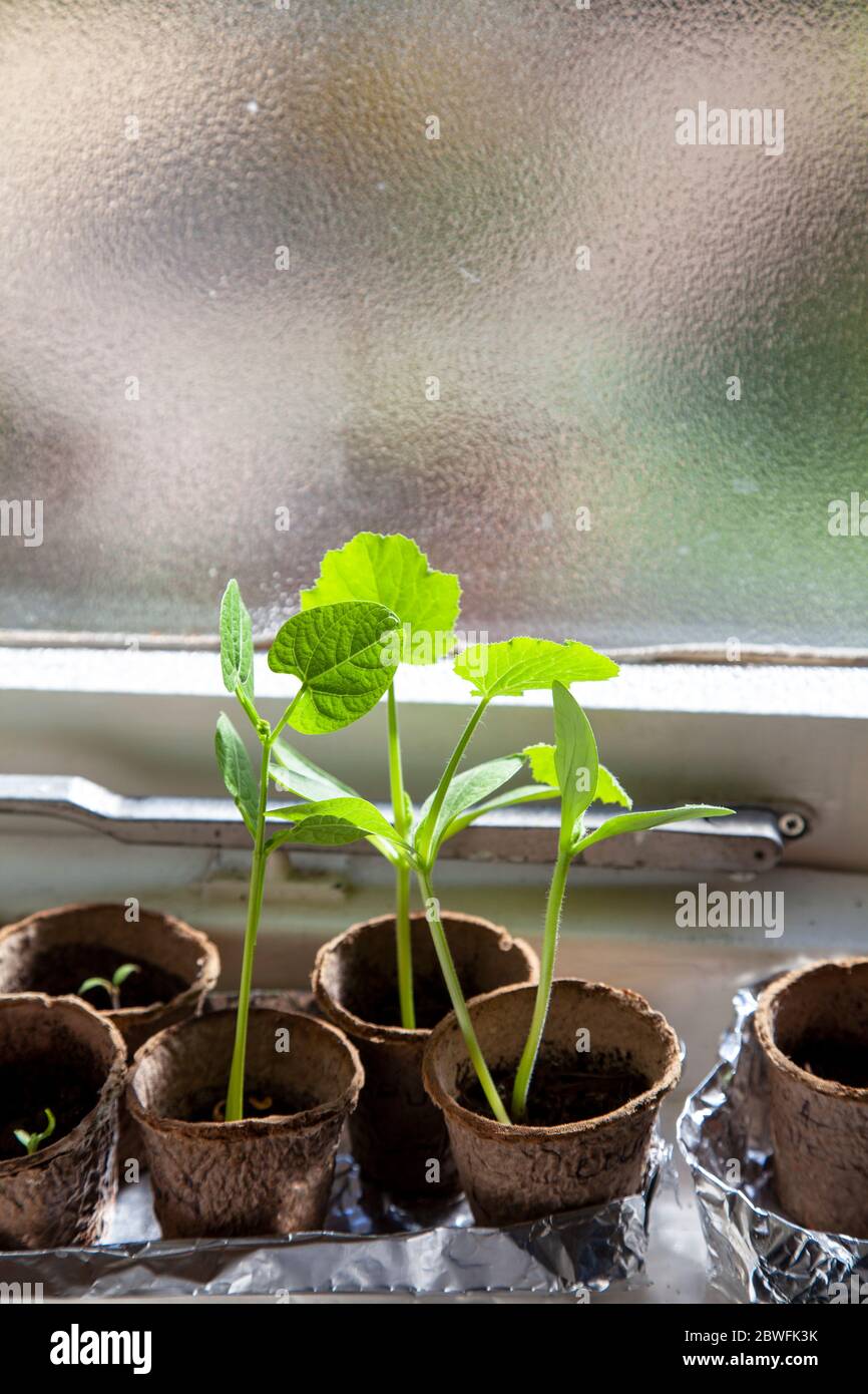 Plants window sill indoors hires stock photography and images Alamy
