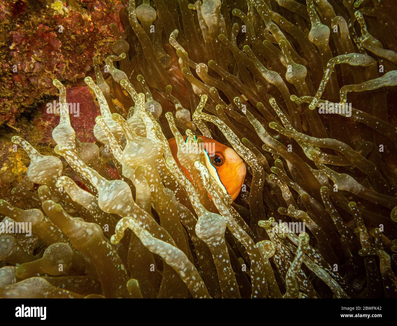 Amphiprion clarkii or Clark's anemonefish (also called yellowtail clownfish) peeking out from it's home in a stinging sea anemone Stock Photo