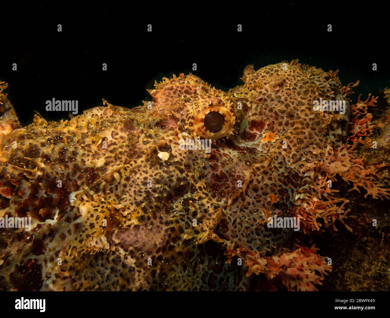 Philippines Macro High Resolution Stock Photography and Images - Alamy