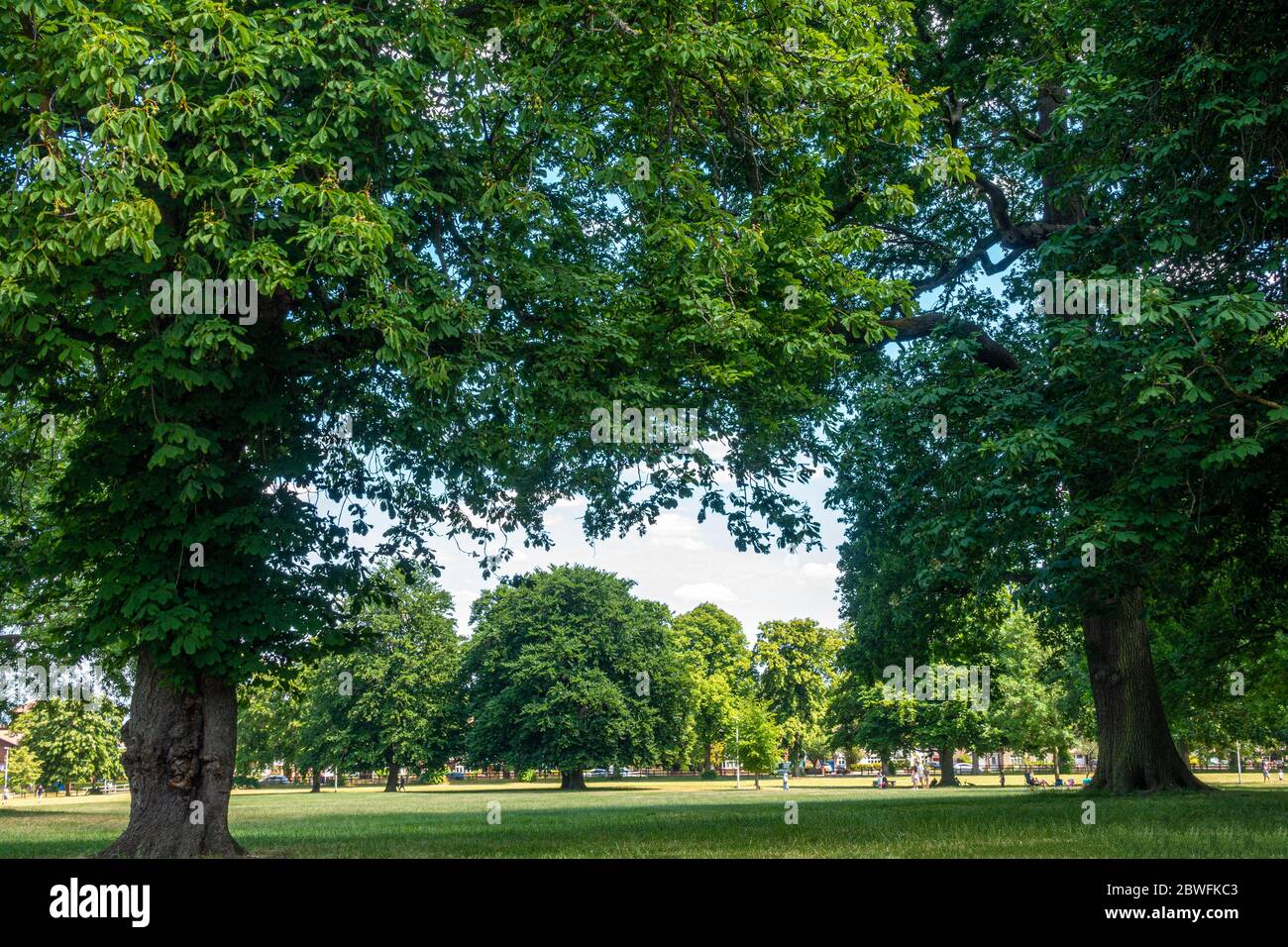Horse chestnut trees in Prospect Park in Reading, UK on a sunny summer