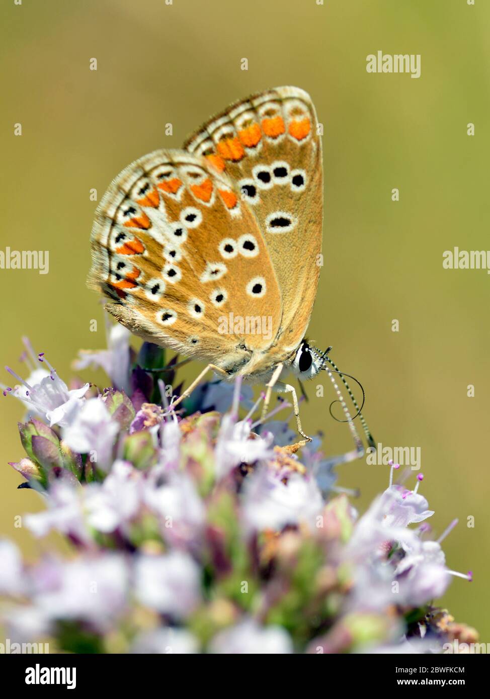Macro butterfly (Satyrium) feeding on flower seen from profile Stock Photo