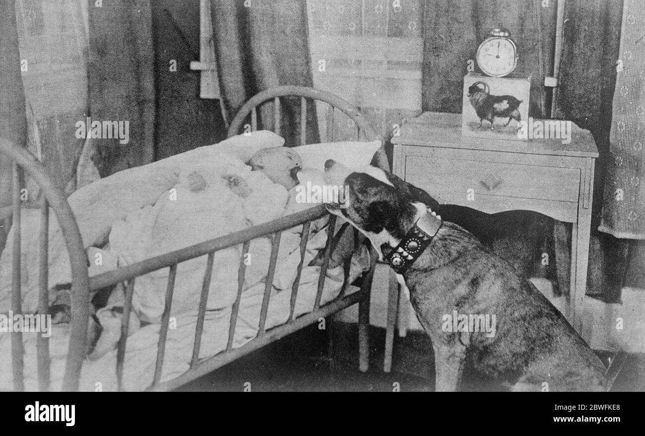 The canine nurse . Highest salaried dog on the  Movies  .  Brownie  , the highest salaried dog on the  Movies  , holding a nursing bottle for a baby . The dog 's favourite stunt is rescuing children from  Burning buildings  . 7 April 1921 Stock Photo