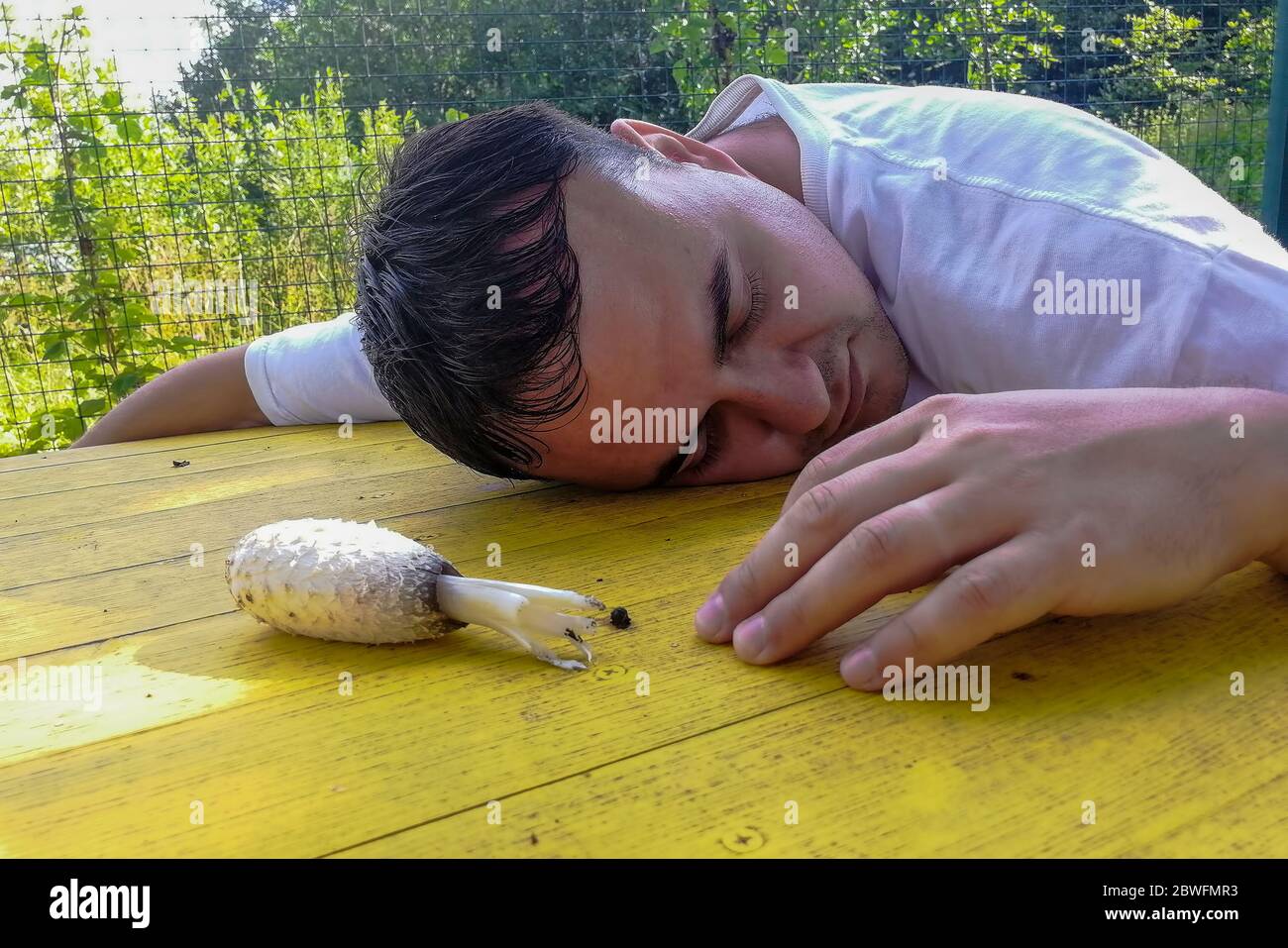 oncpt of poisoning, on a yellow street table lies a poisonous mushroom and an unconscious adult man with his eyes closed, summer sunny day. close-up Stock Photo