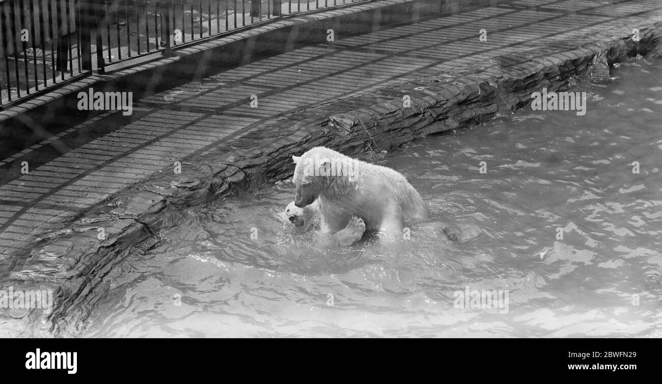 Mixed bathing at the Zoo Polar bears play ' Get out or Get Under ' Isabelle and Monty the most juvenile of the three year old polar bears at the zoo greatly appreciate the cool water of the pond attached to their den . They have invented a new aquatic sport which may be entitled ' Get out or Get Under ' . The sport begins with a strenuous pushing match and ends with one of the players on the bank or under the water going down for the count 6 June 1922 6 June 1922 Stock Photo