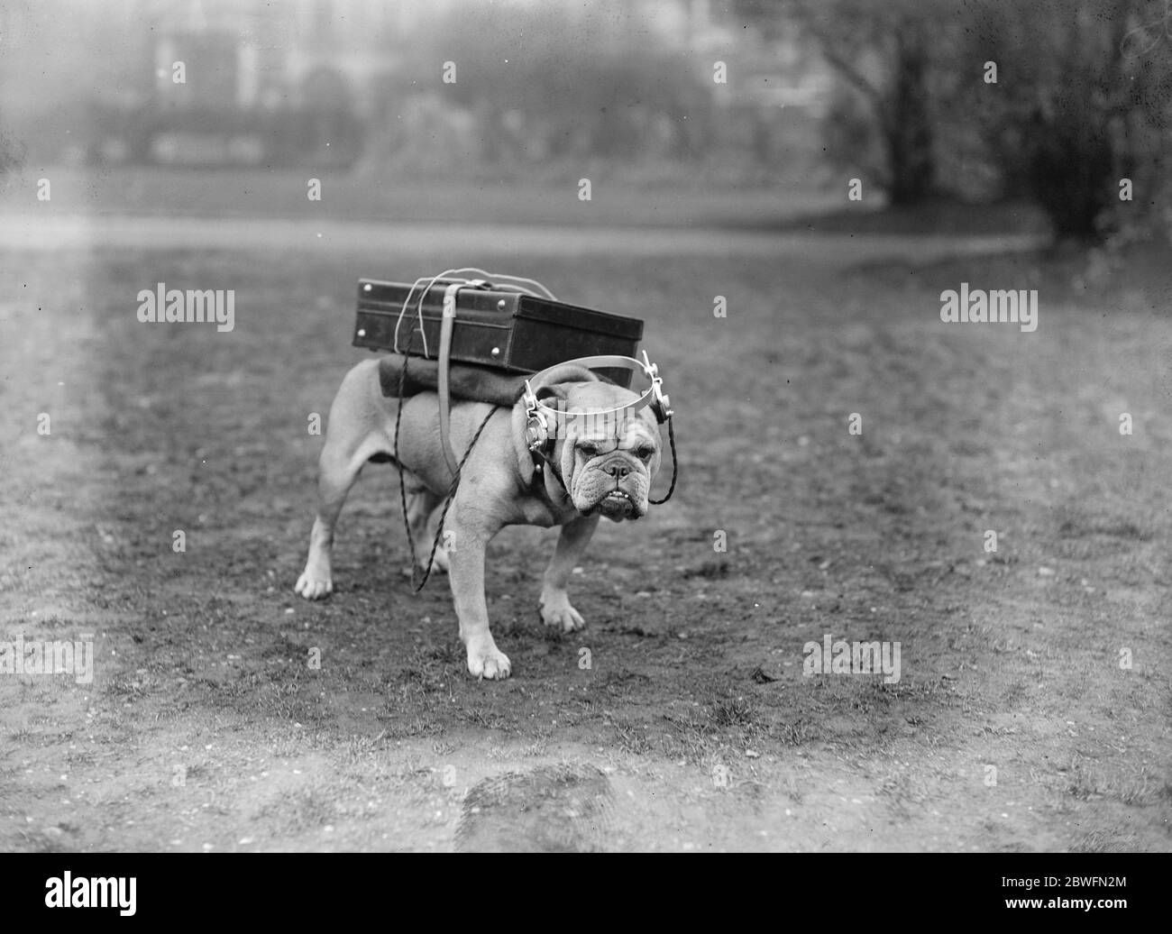 A very portable wireless This typical bull dog is quite contented with his equipment a Marconi receiving set in an attache case . Nor does he object to wearing the head piece 17 May 1922 Stock Photo