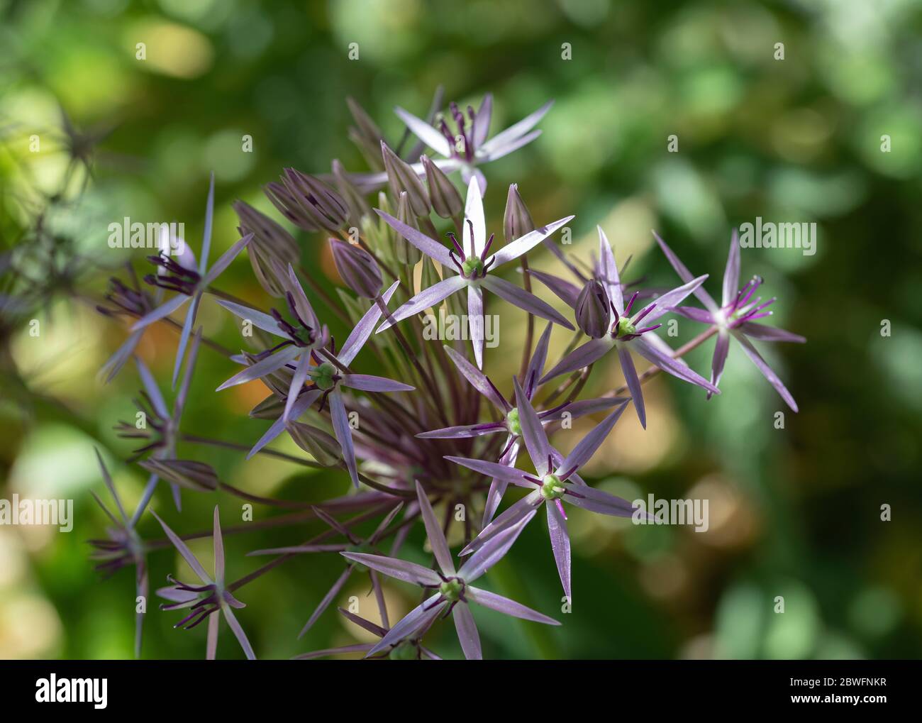 A Beautiful Allium Flower Head Bloom  in Late Flowering with Star Shaped Miniature Heads in a Garden in Alsager Cheshire England United Kingdom UK Stock Photo