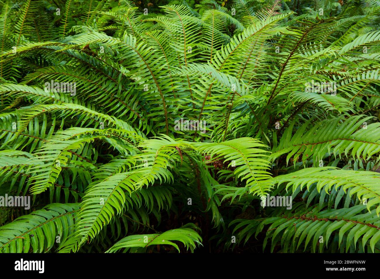 Tree view in forest, Portland, Oregon, USA Stock Photo