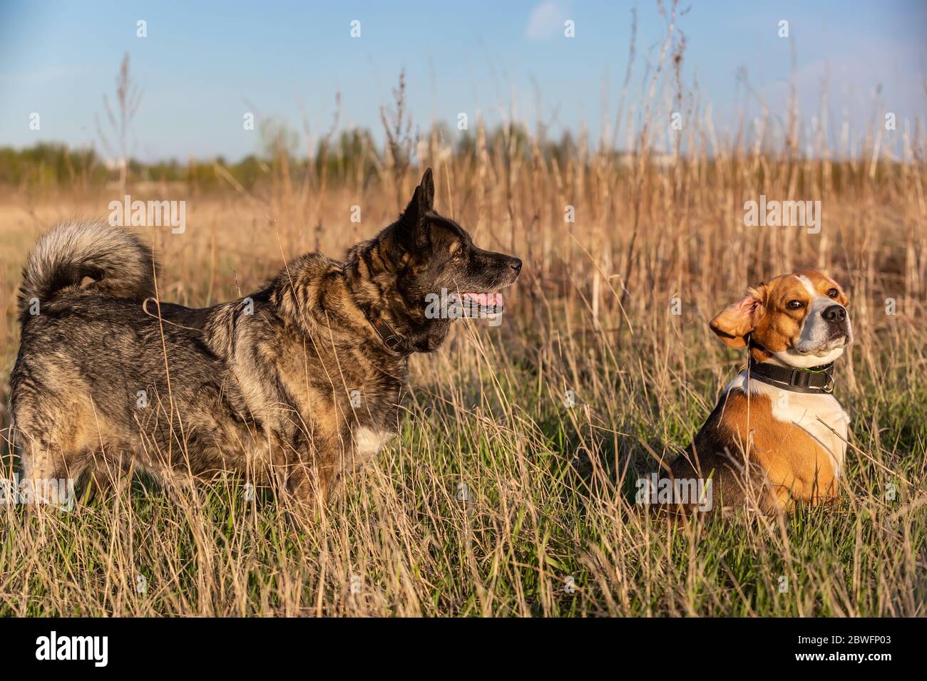 Two funny dogs outdoors at summer day Stock Photo