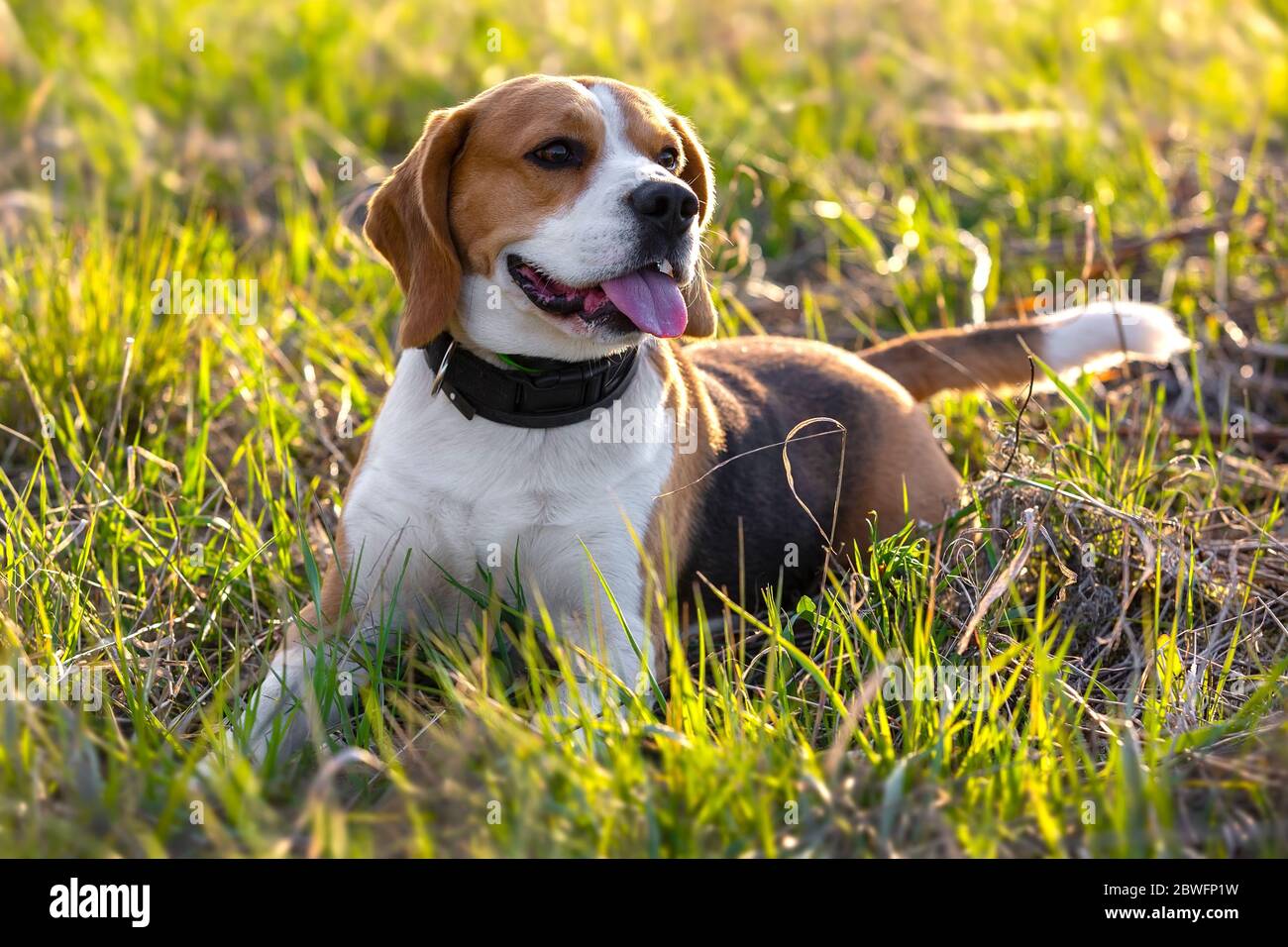 Cute beagle dog lying on the grass Stock Photo