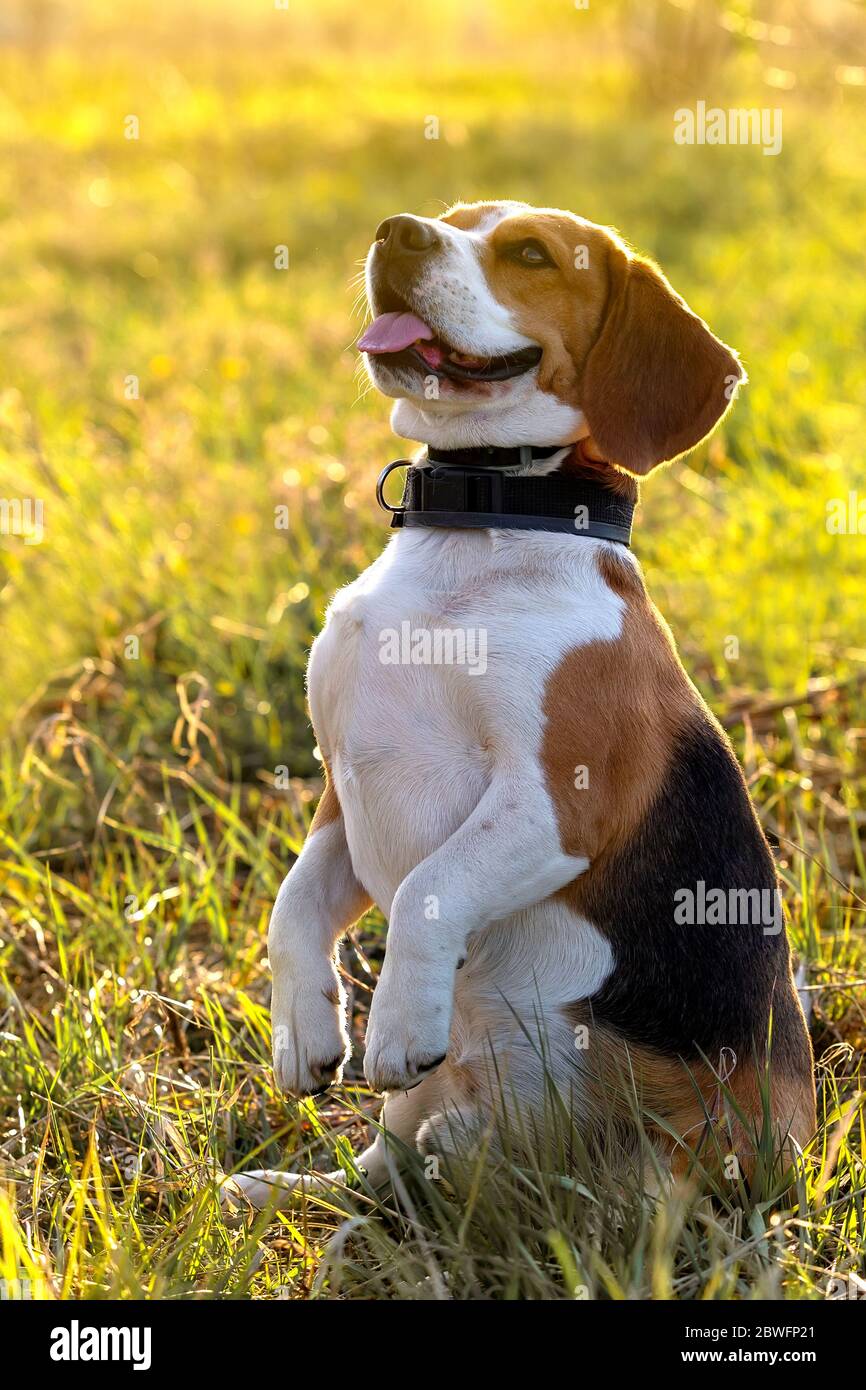 Cute beagle dog standing outdoors Stock Photo