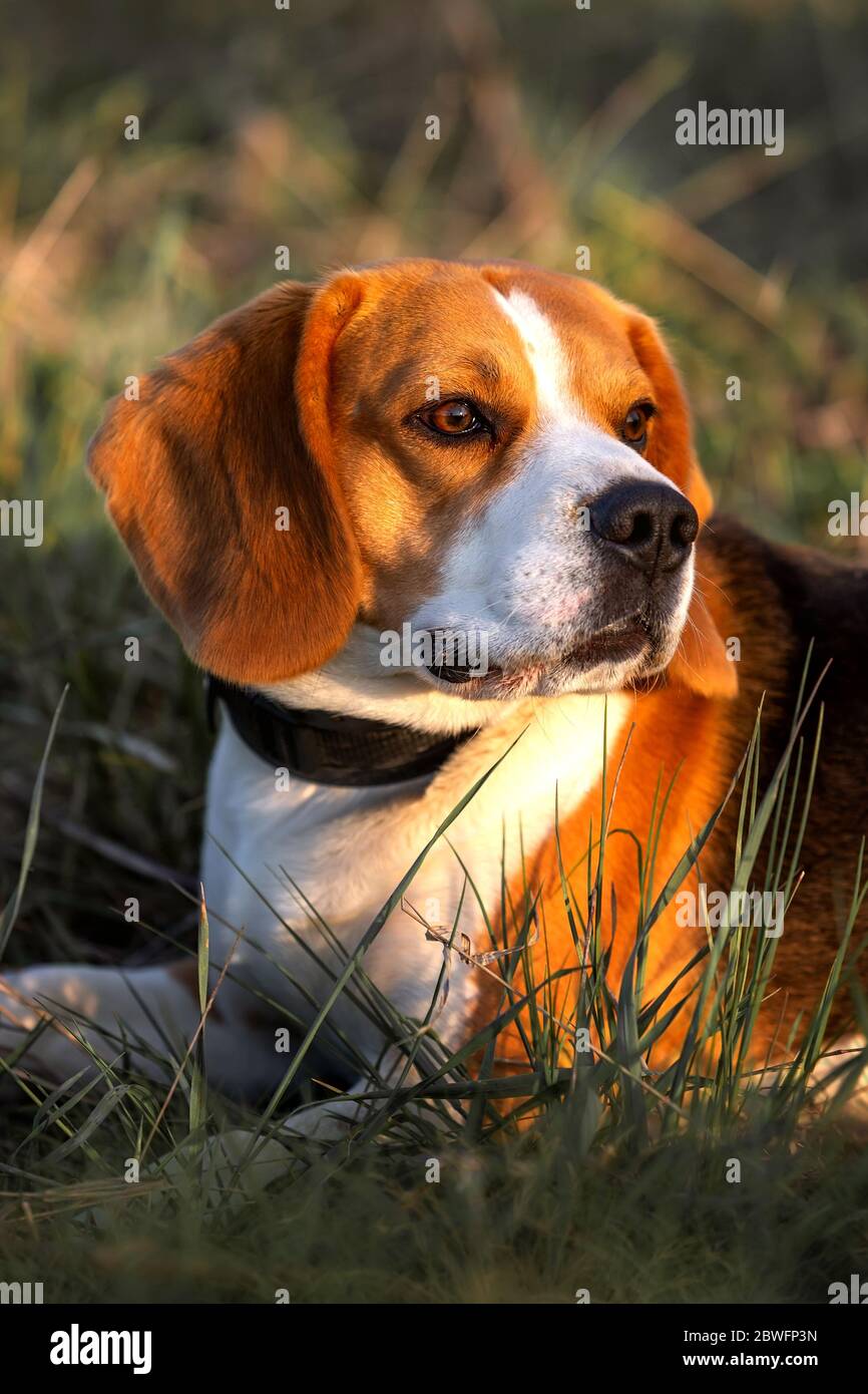 Cute beagle dog lying on the grass Stock Photo