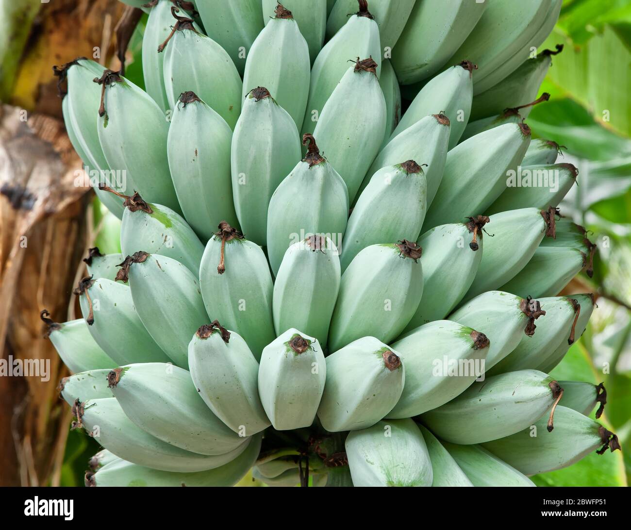Bananas 'Blue Java' , also known as  'Ice Cream Banana tree' ripening on plant, (Musa)  f.Musaceae. Stock Photo