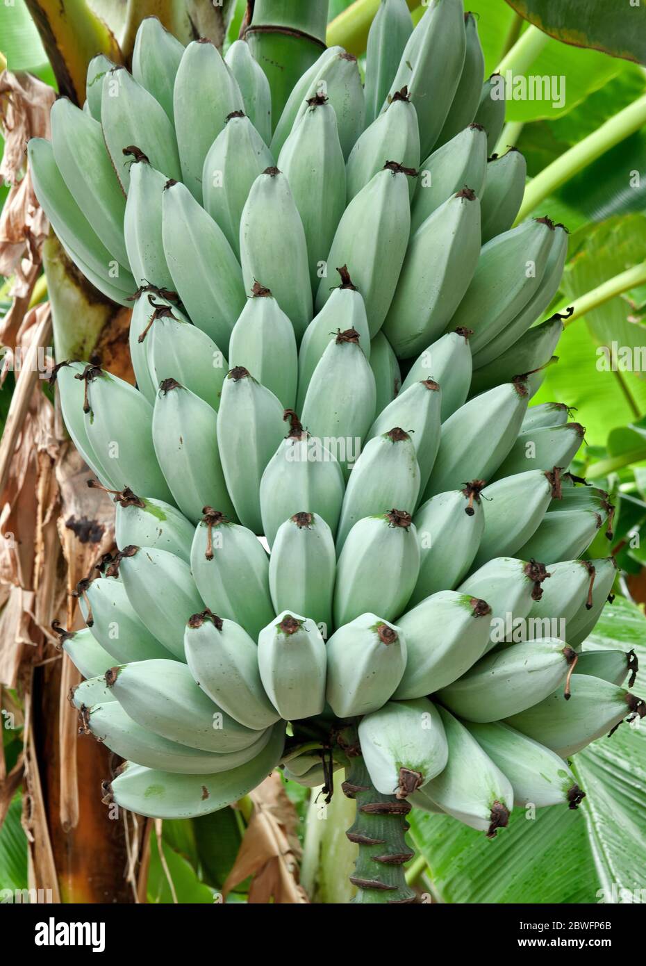 Bananas 'Blue Java' , also known as  'Ice Cream Banana Tree' maturing on plant, (Musa)  f.Musaceae. Stock Photo