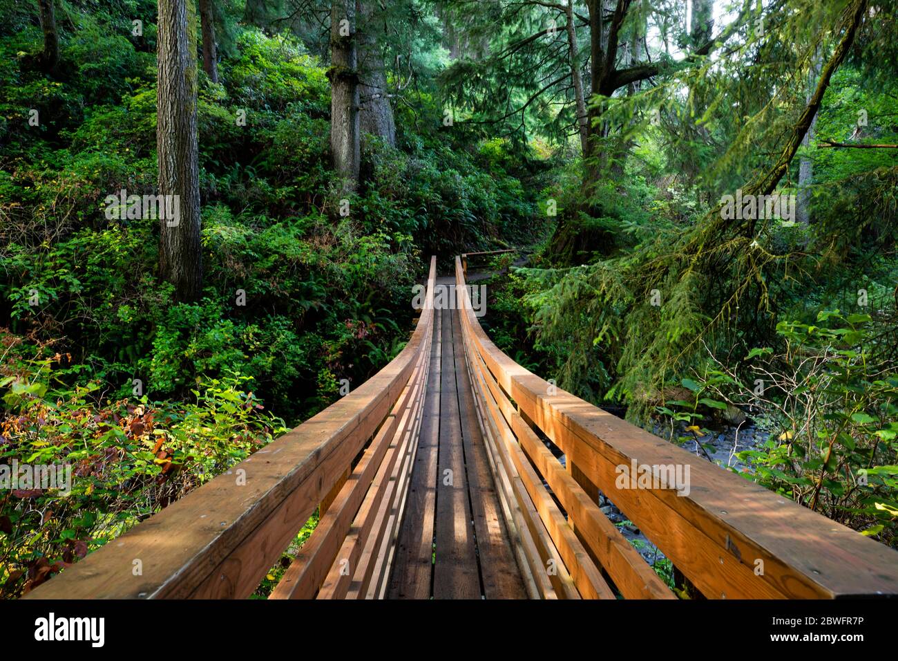 View of wooden bridge in forest, Portland, Oregon, USA Stock Photo