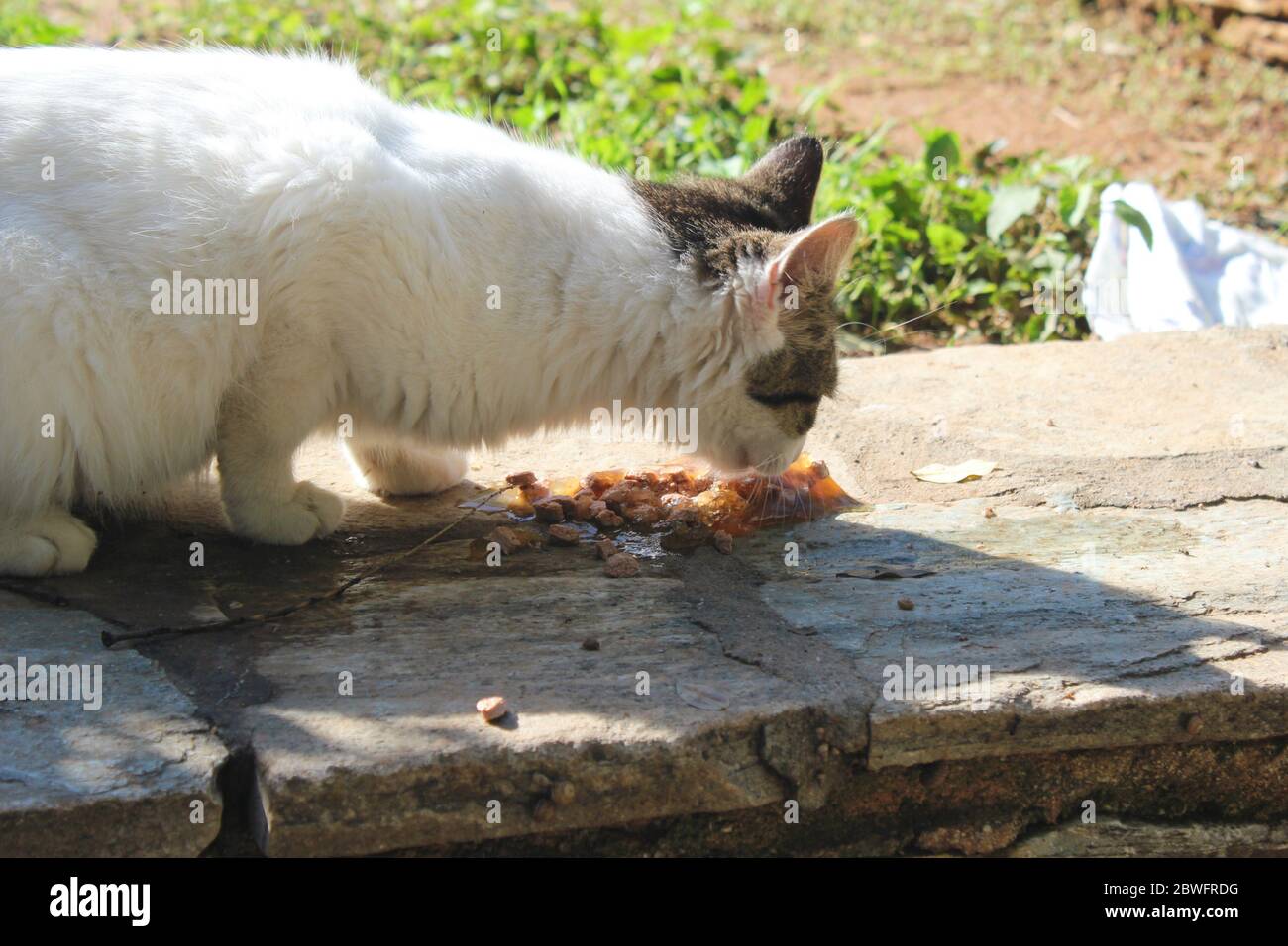 can-stray-cats-eat-dog-food