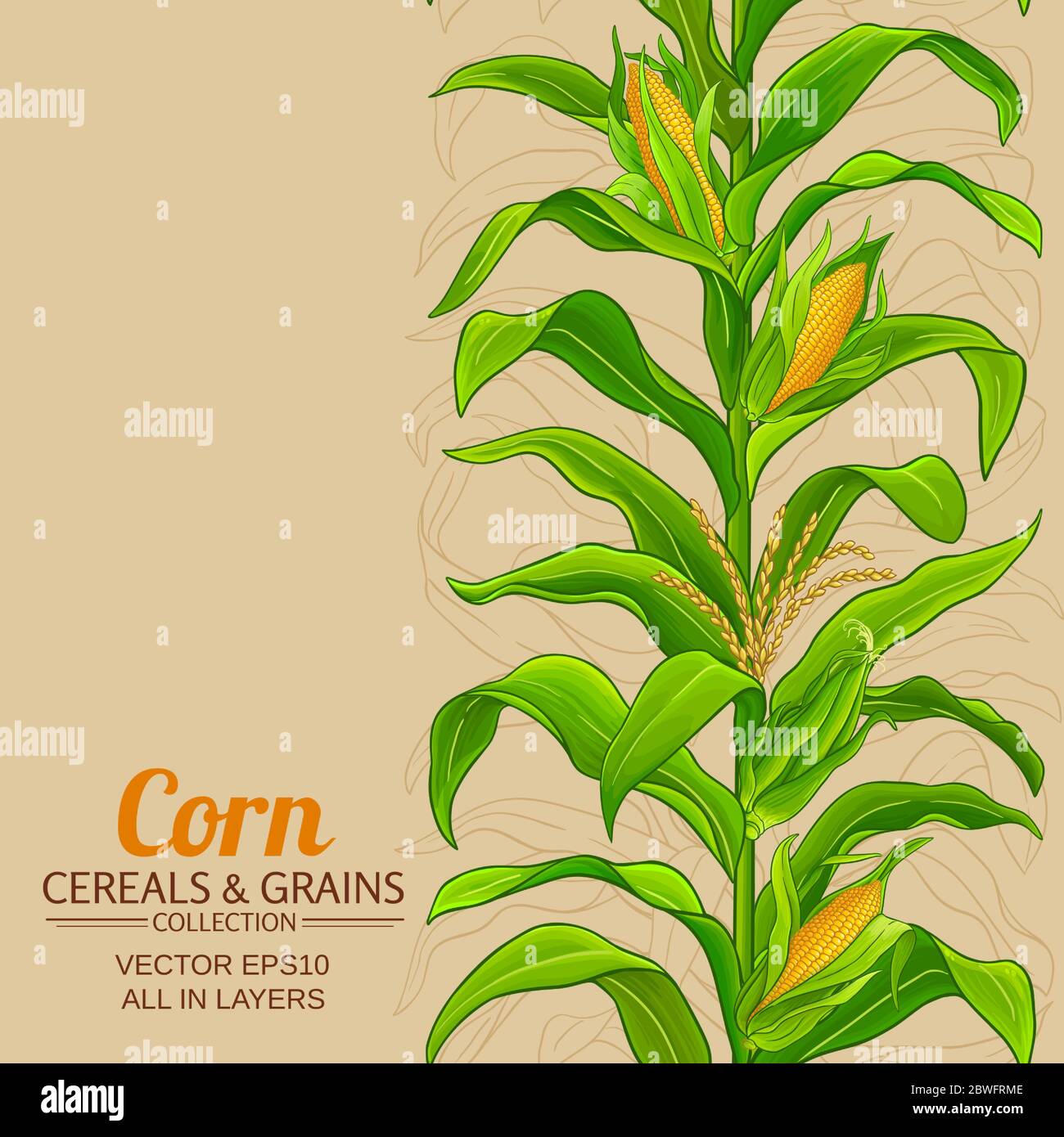 Corn drawing Stock Vector Images - Alamy