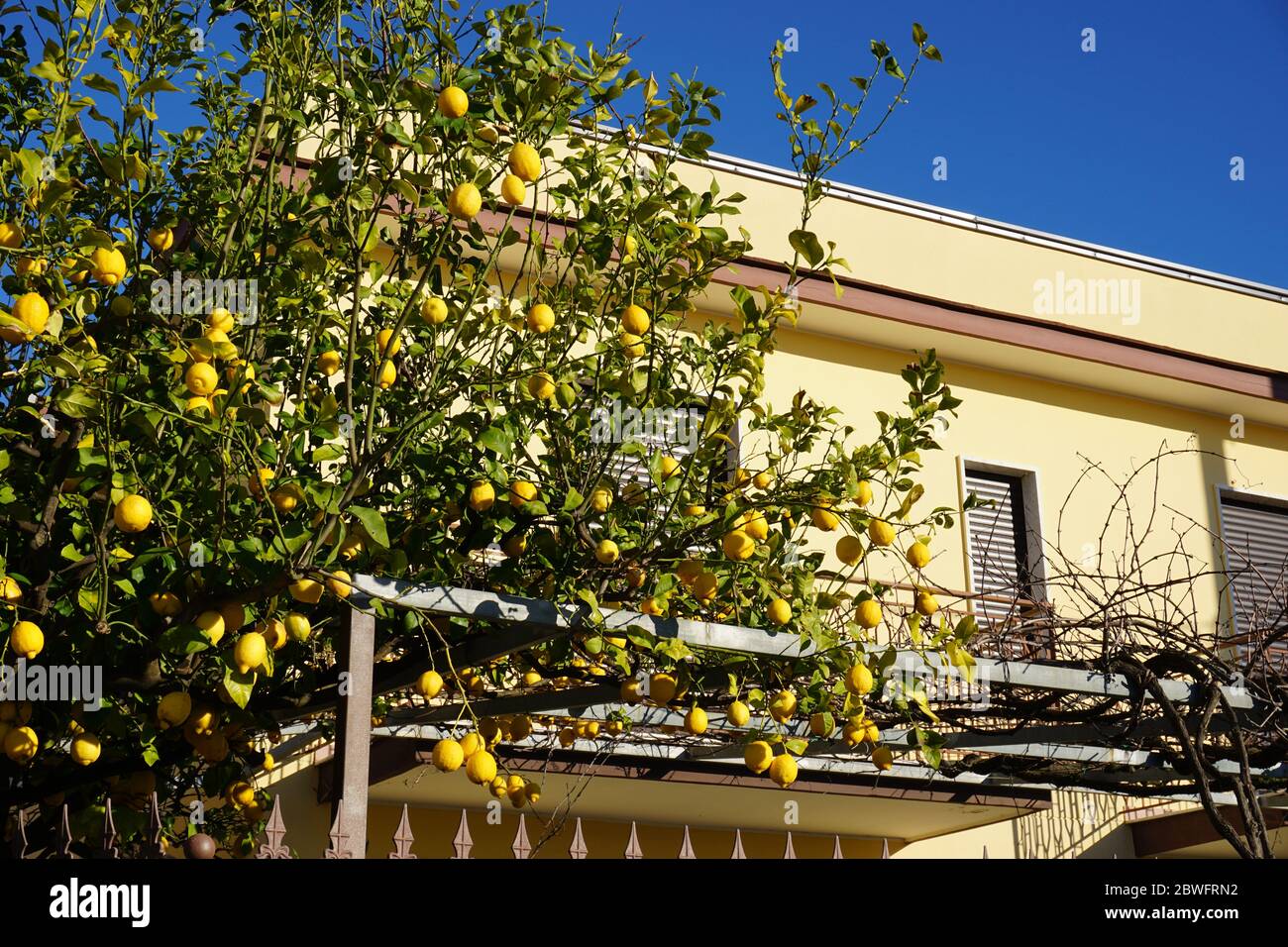 A lemon tree in front of a house, taken near Agropoli, Campania, Italy. Zitronenbaum Zitronen Zitrusfrüchte Citrus Stock Photo