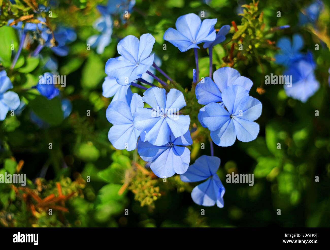 Closeup Gorgeous Bunch of Blue Plumbago Flowers in the Morning Sunlight Stock Photo