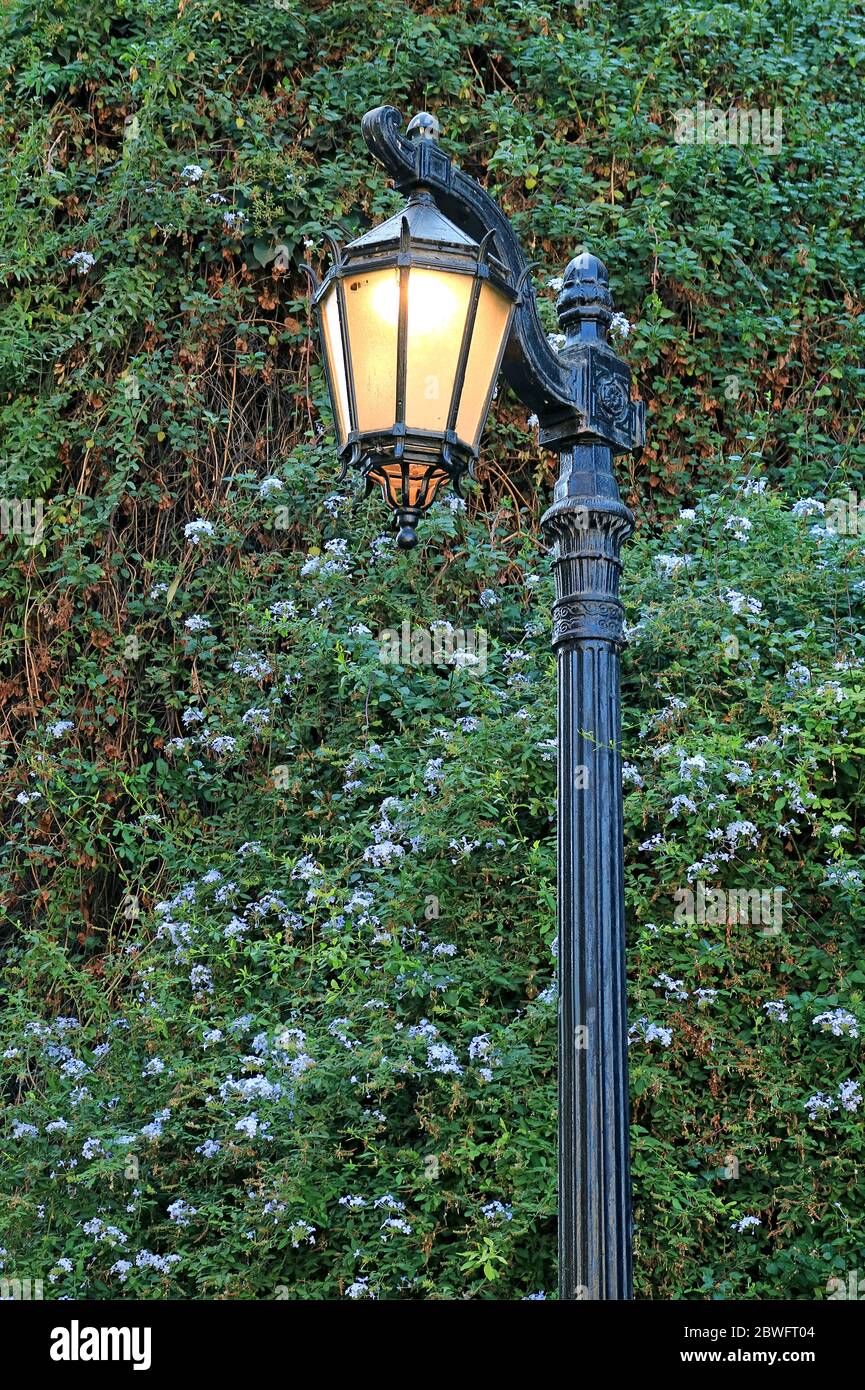 Old Fashioned Street Lamp with Blue Plumbago Flowering Shrubs in the Backdrop Stock Photo