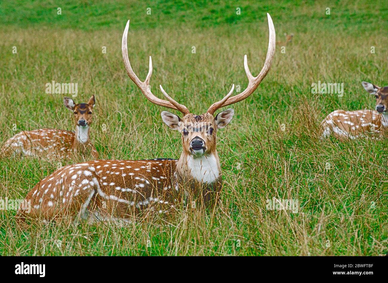 Axis Deer or Chital, (Axis axis.)  Dominant male with females.  From  India and Sri Lanka. Stock Photo
