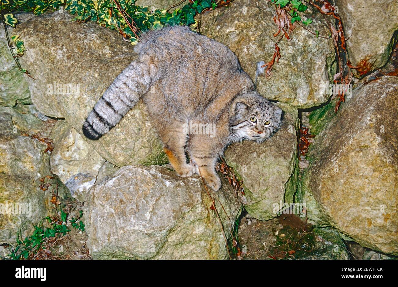 Pallas' Cat,  (Otocolobus manul,) ranging from Iran to Western China. Stock Photo