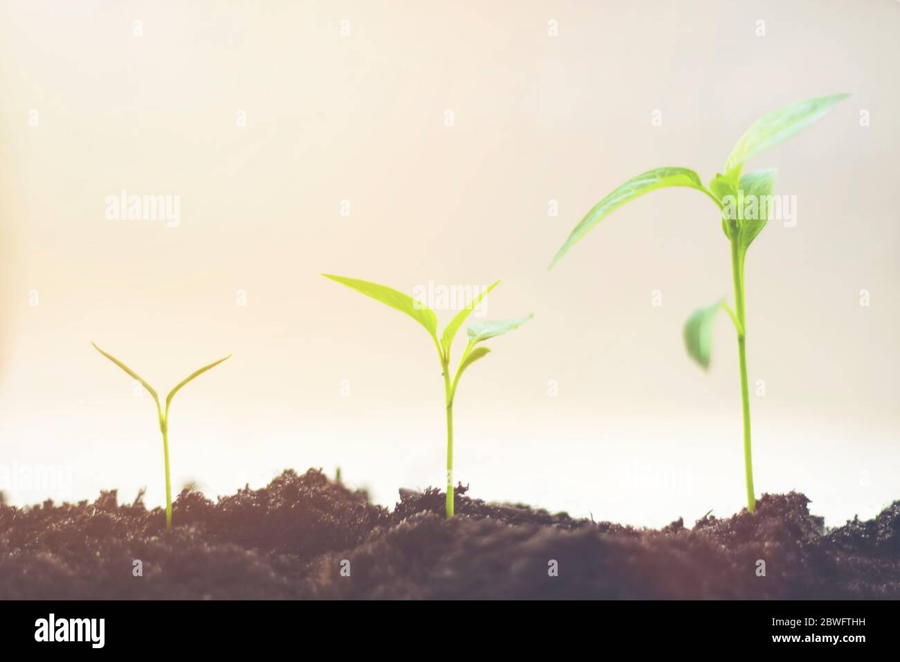 Growth Sequence - A sequence of seedlings growing progressively taller, isolated against a white background. Small trees of different sizes on white b Stock Photo