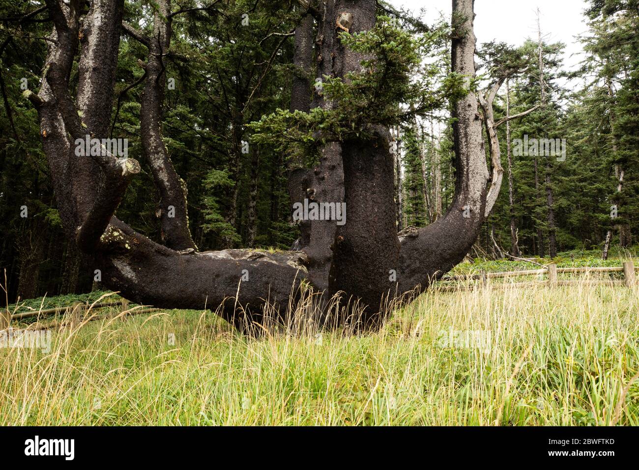 Crooked tree in forest, Portland, Oregon, USA Stock Photo