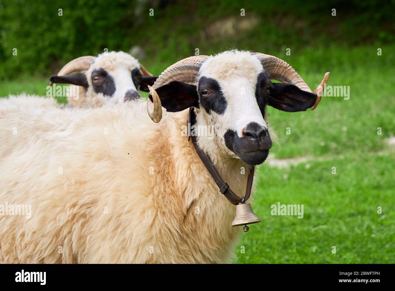 Sheep closeup with bell on the neck (Ovis aries Stock Photo Alamy