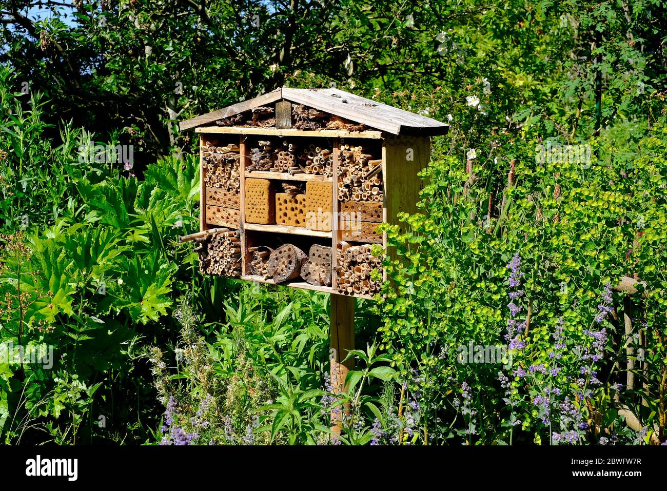 English insects hi-res stock photography and images - Alamy