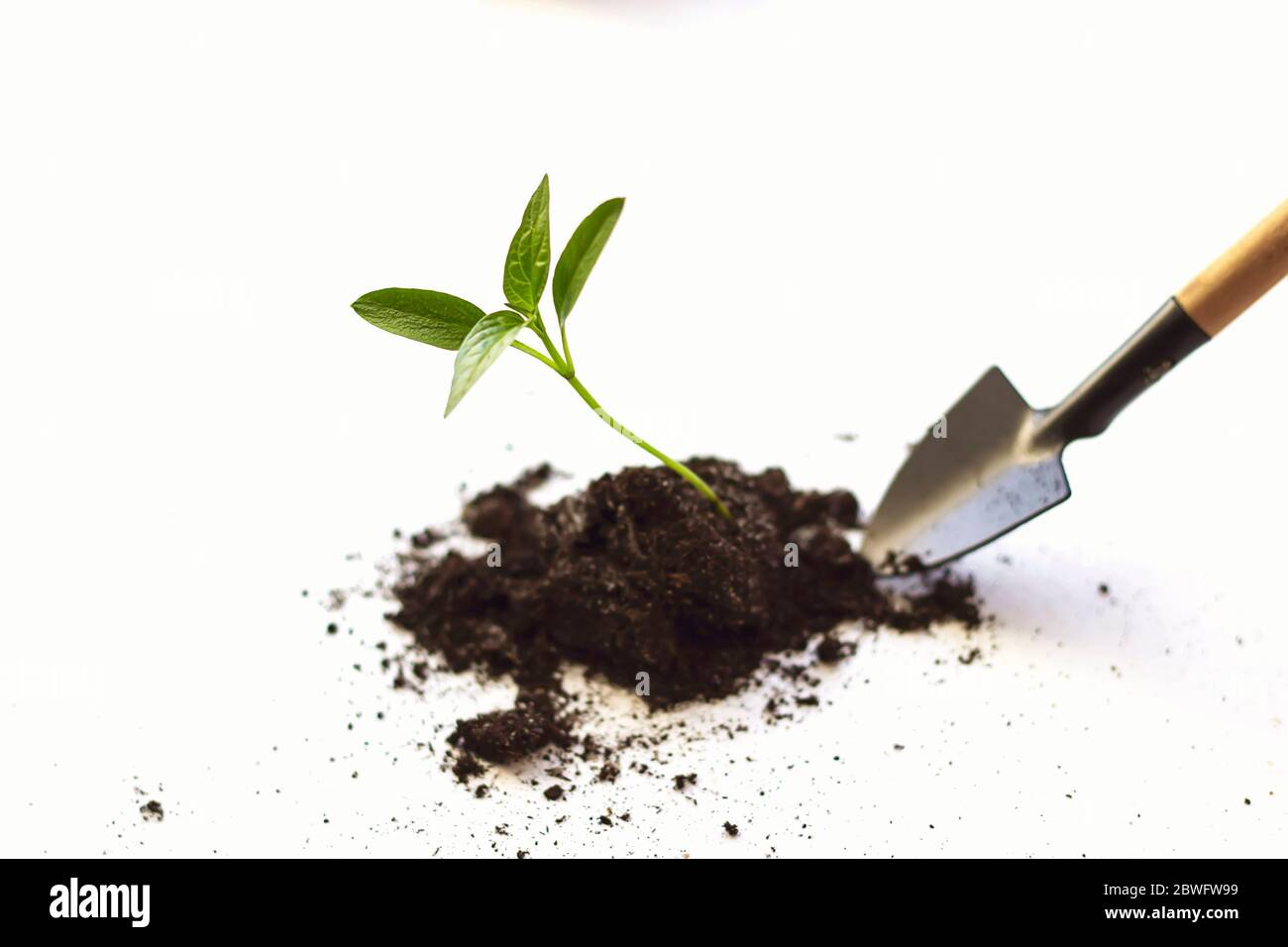 garden tool shovel with wooden handles on a white background. Seedlings are growing from arid soil with morning sun is shining, concept of global warm Stock Photo