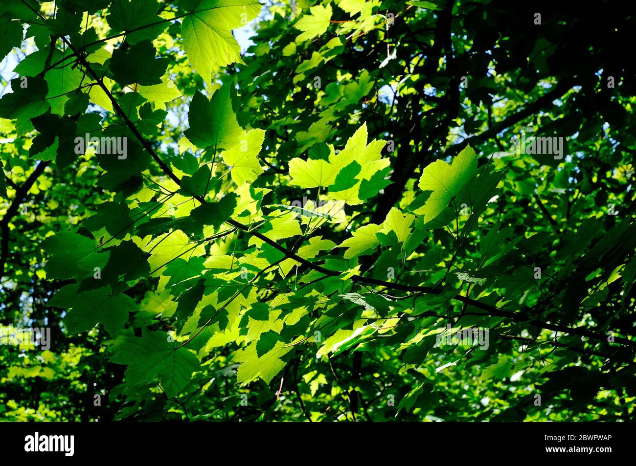 spring green sycamore leaves on tree, norfolk, england Stock Photo