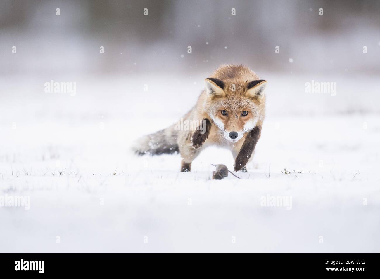 A fox bears down on its squeaky prey. CZECH REPUBLIC: THIS FOX looks delighted with itself as it leaps towards a startled mouse in an astonishing phot Stock Photo