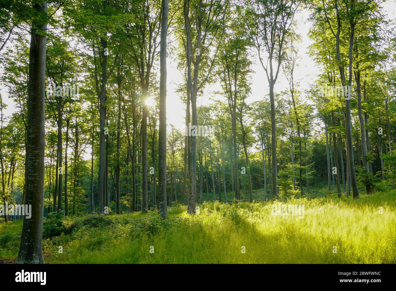 An image of Forest in the morning with sunrays Stock Photo - Alamy