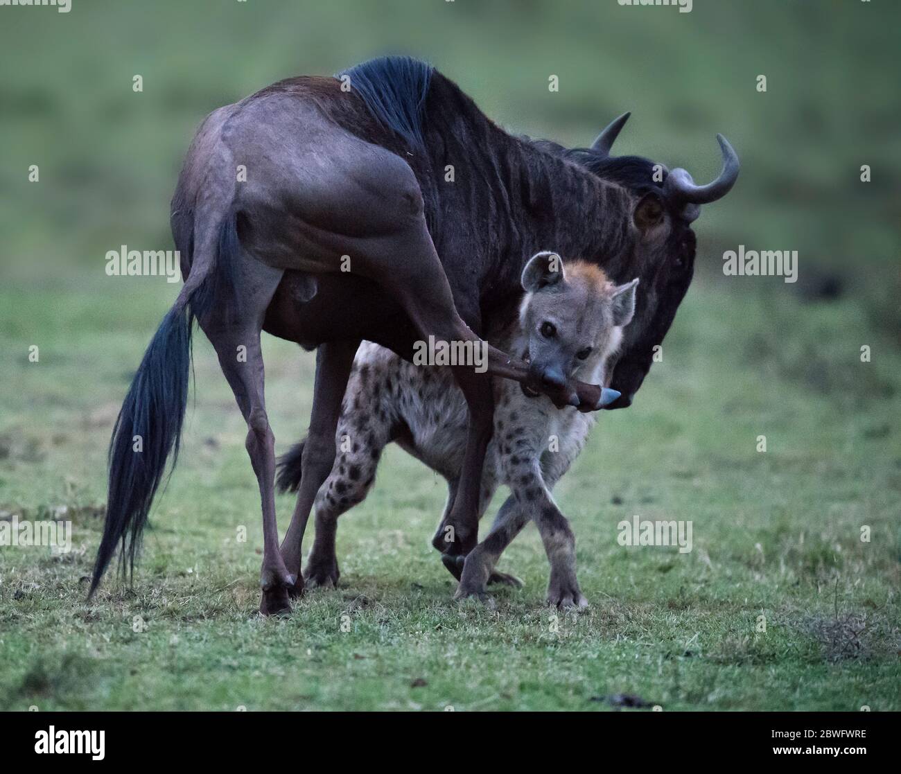 The wildebeest bucked but the determined hyena held fast. KENYA: PHOTOGRAPHER captures the animal kingdom?s David and Goliath as a hyena takes down a Stock Photo