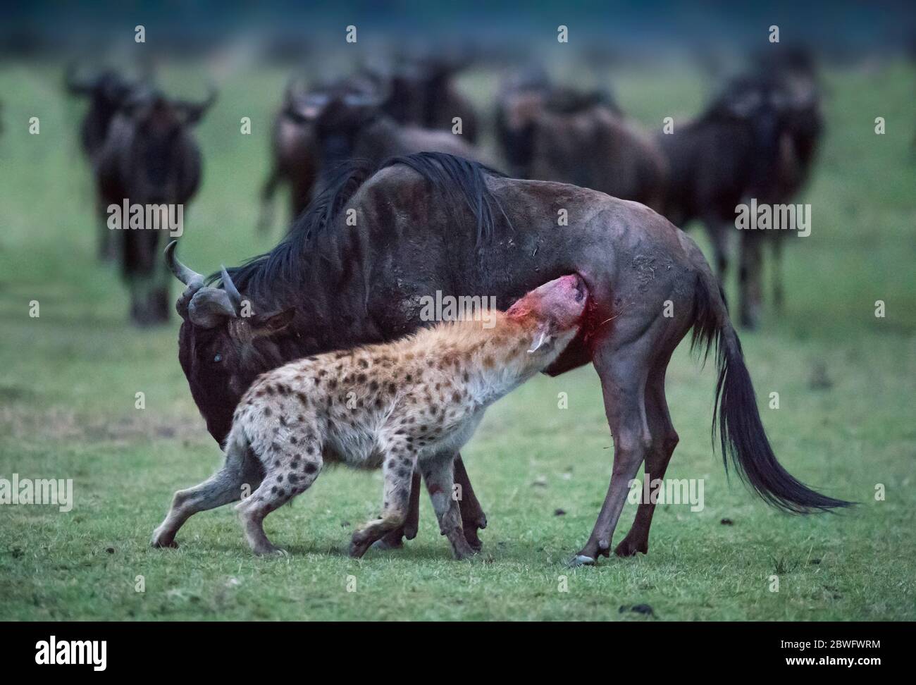 After tackling the wildebeest to the ground, the hyena managed to chew its way inside the wildebeest's soft flank, before the struggling animal got ba Stock Photo