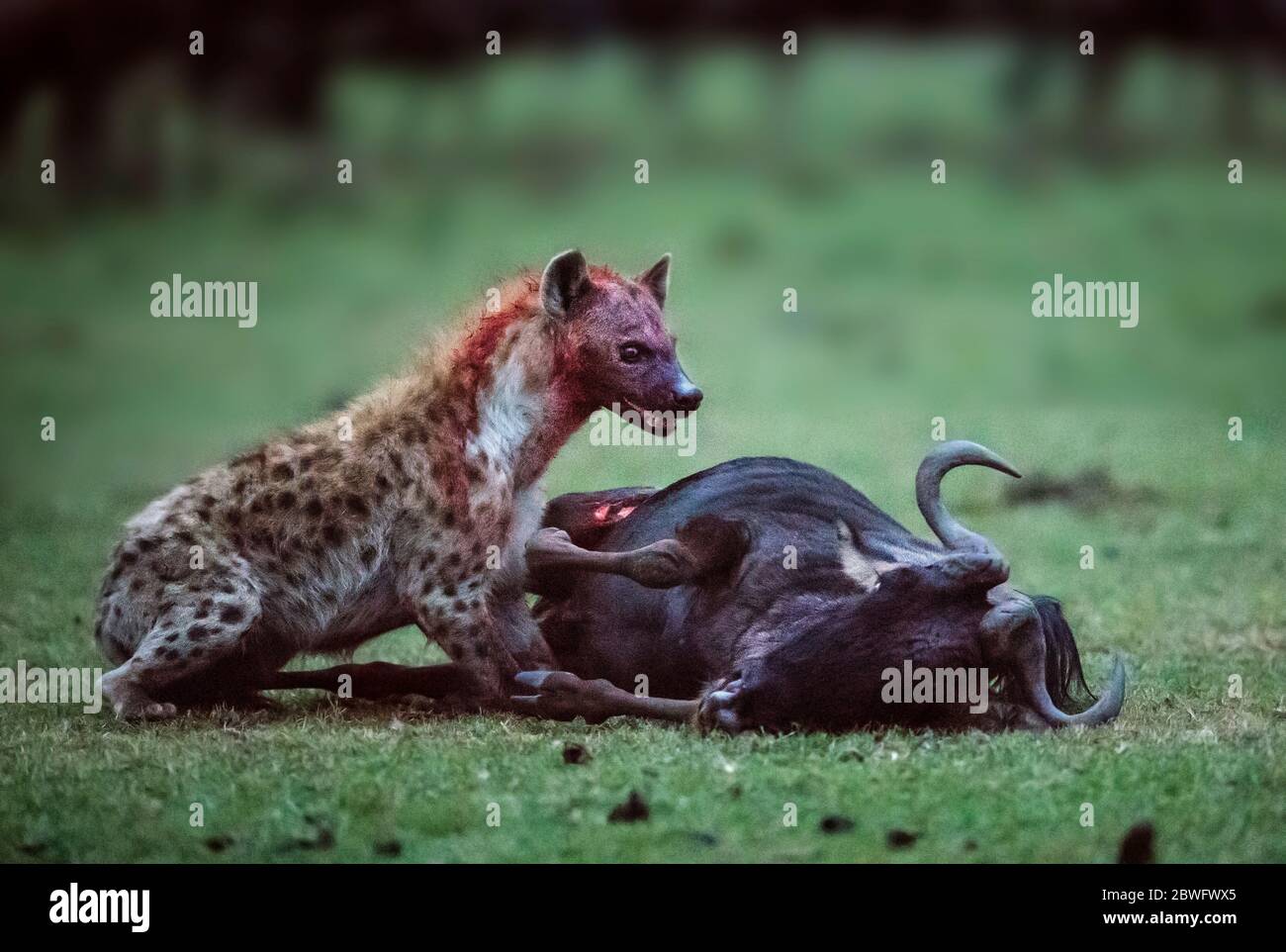 But soon the hyena tackled its prey to the floor again, chewing a second hole through its other side. KENYA: PHOTOGRAPHER captures the animal kingdom? Stock Photo