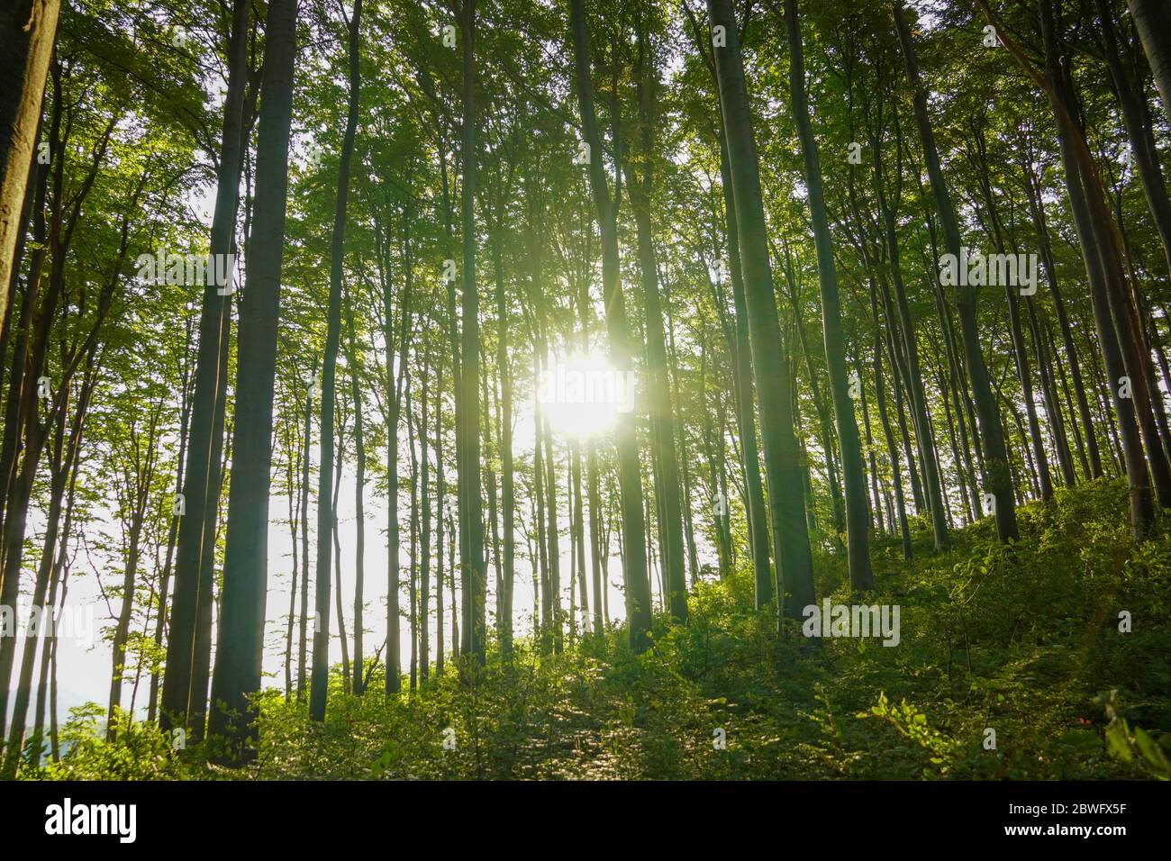 Gorgeous morning hi-res stock photography and images - Alamy