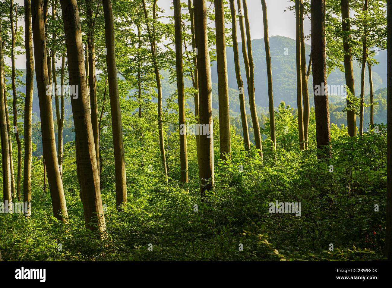 Sun beams through thick trees branches in dense green forest Stock Photo