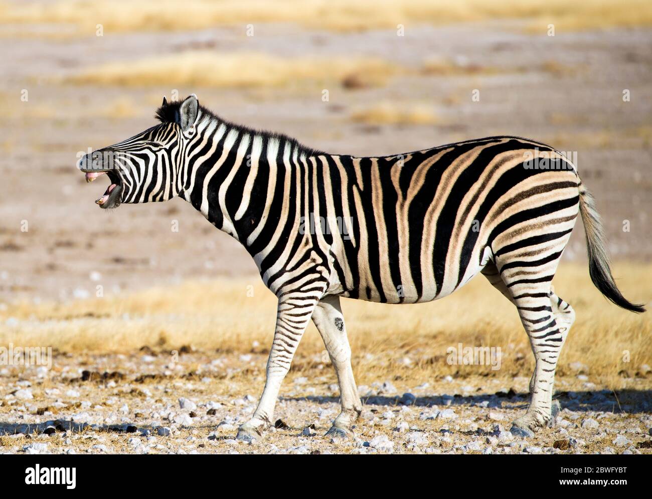 Burchells zebra (Equus quagga burchellii), Etosha National Park, Namibia, Africa Stock Photo