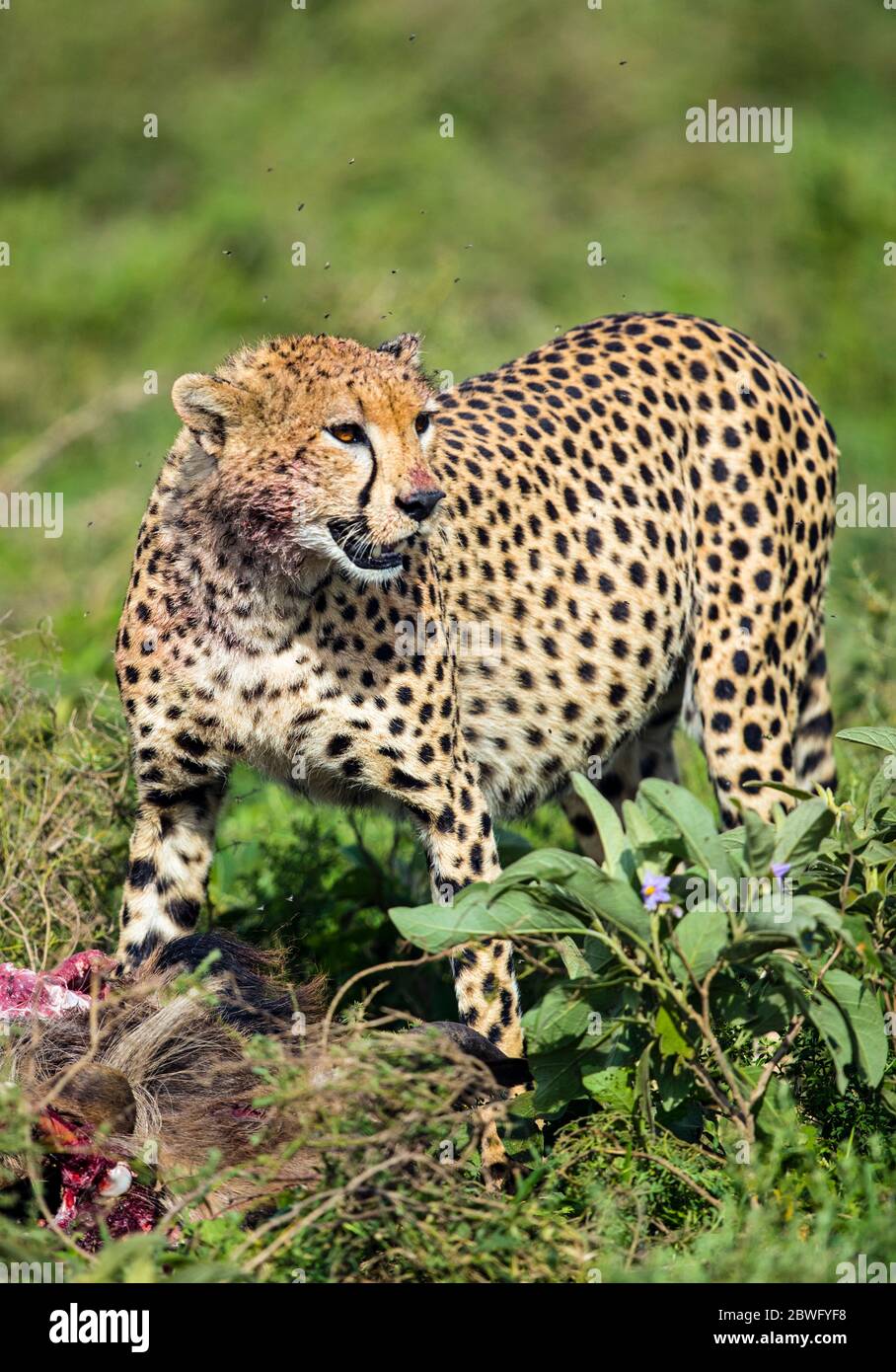 Cheetah (Acinonyx jubatus) with prey, Africa Stock Photo