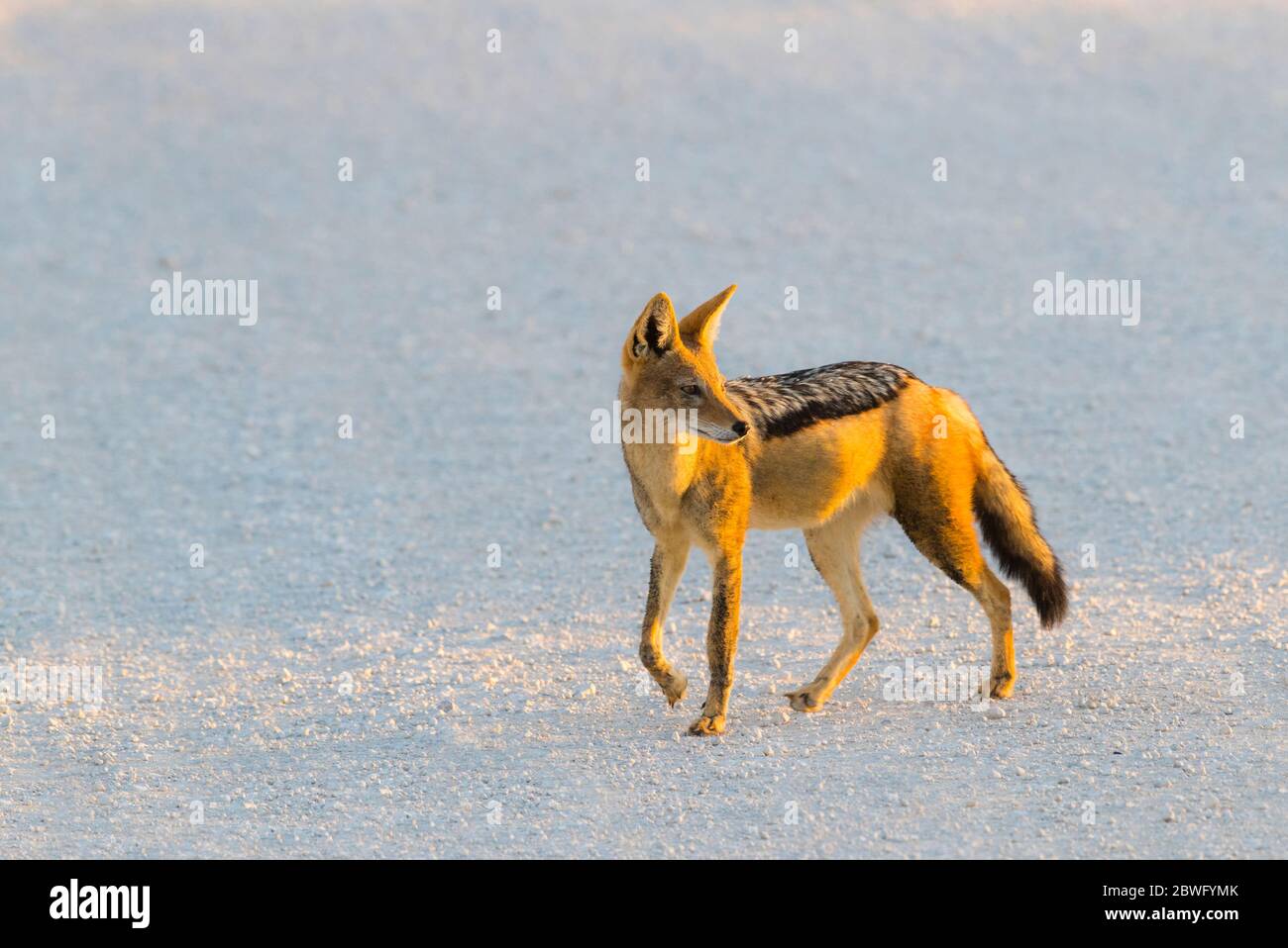 Black-backed jackal (Canis mesomelas), Kgalagadi Transfrontier Park, Namibia, Africa Stock Photo