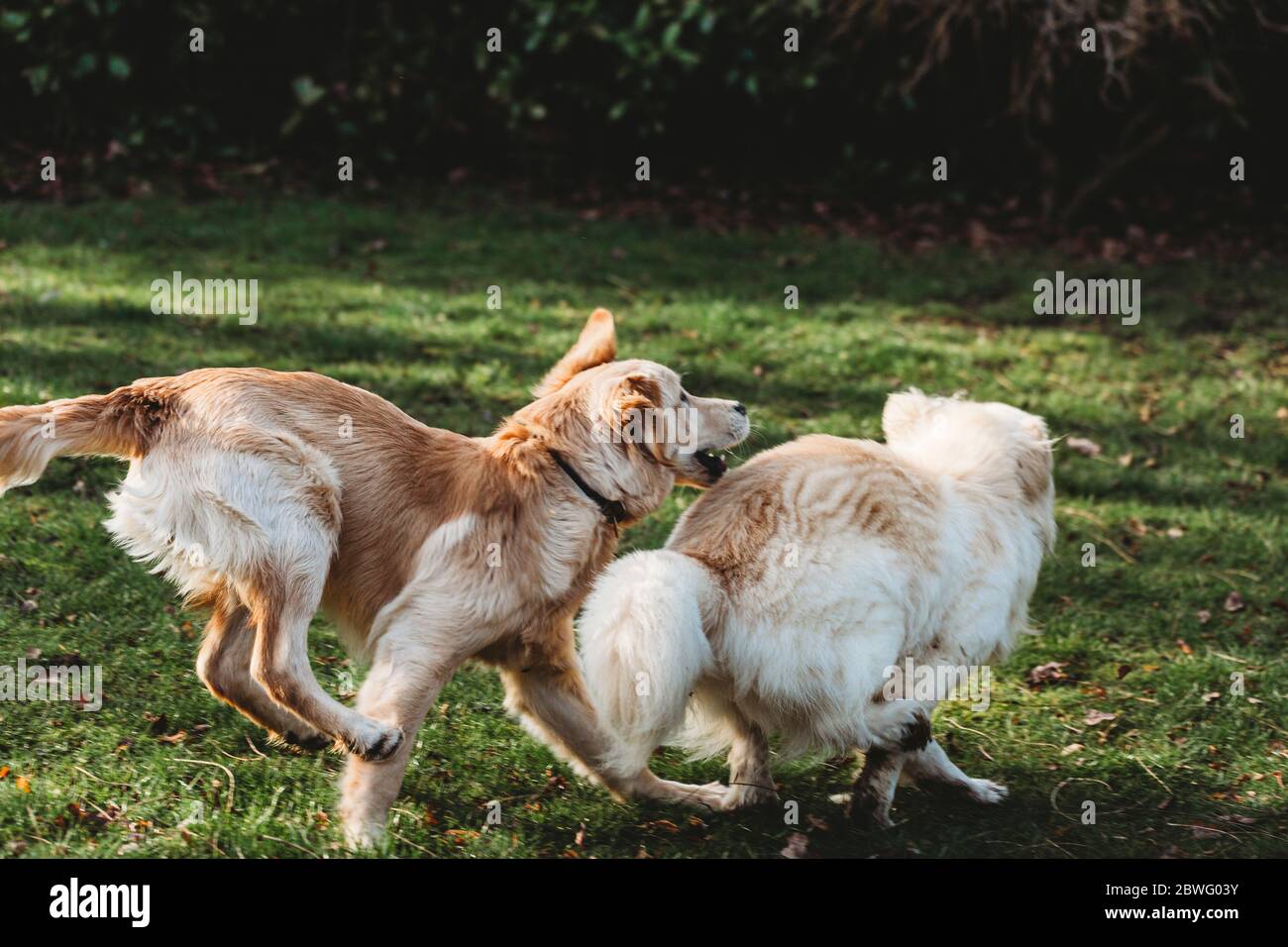 Two yellow labrador golden retriever dogs playing chase Stock Photo