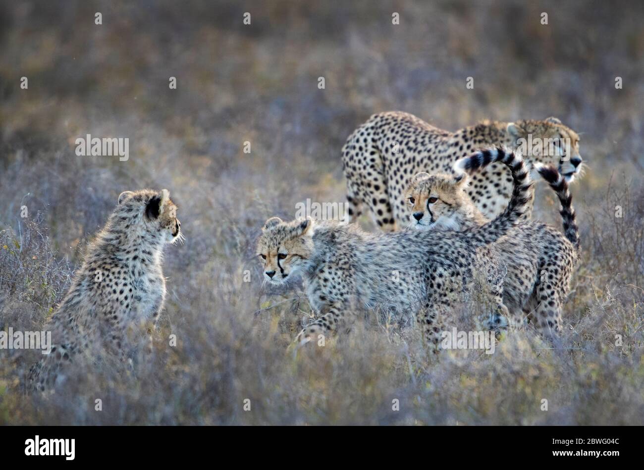 Group of cheetahs (Acinonyx jubatus), Ngorongoro Conservation Area, Tanzania, Africa Stock Photo