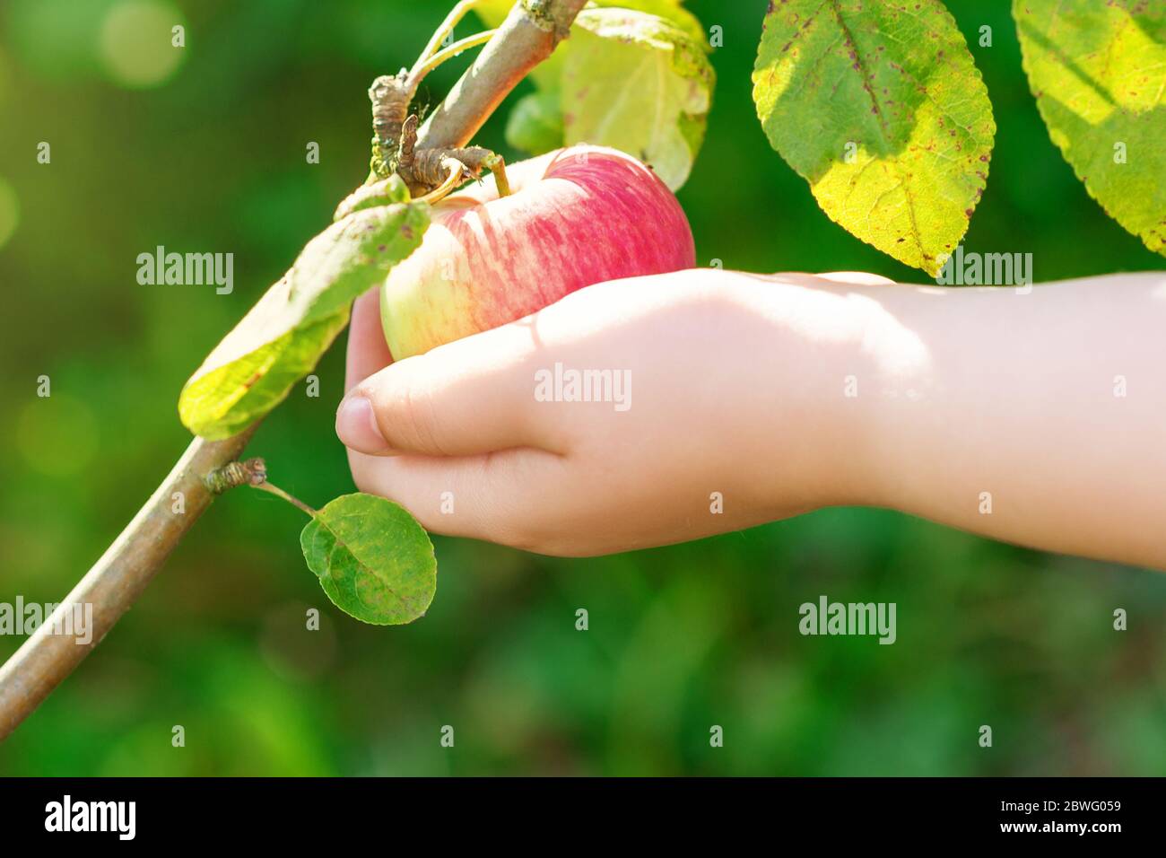 Hand of child picking red ripe apple from tree branch in the garden. Stock Photo