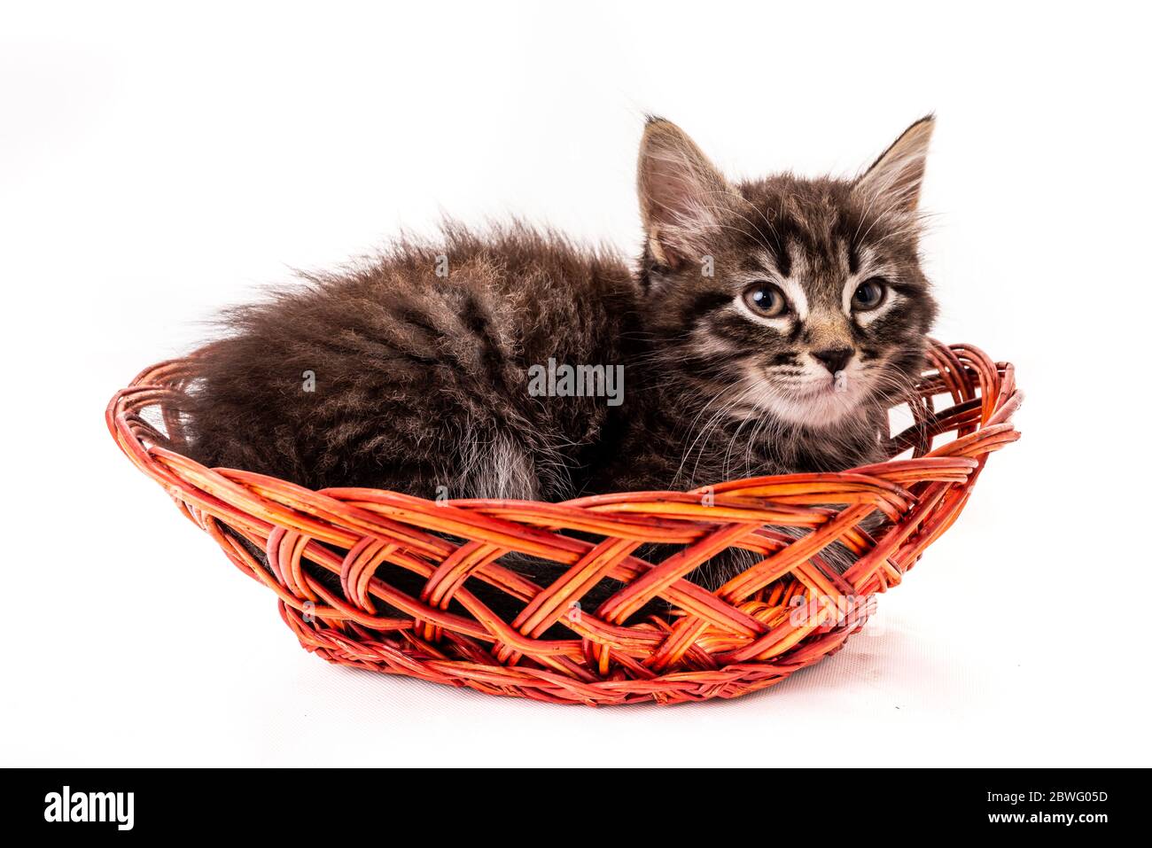 Cute little kitten in wicker basket on white background Stock Photo - Alamy