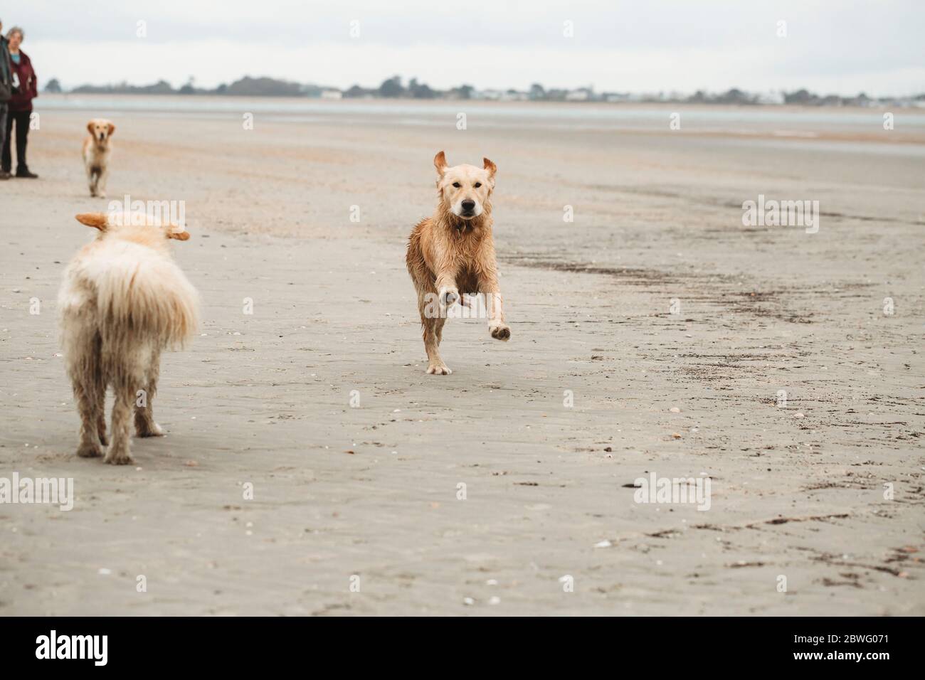 Golden retriever labrador running towards camera on the beach Stock Photo